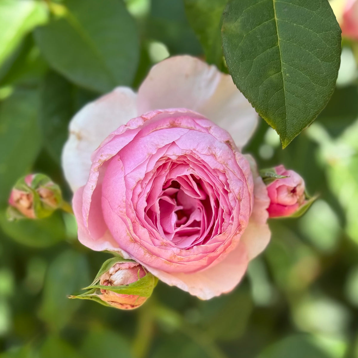 Scentuous™ Bare Root Rose Bush