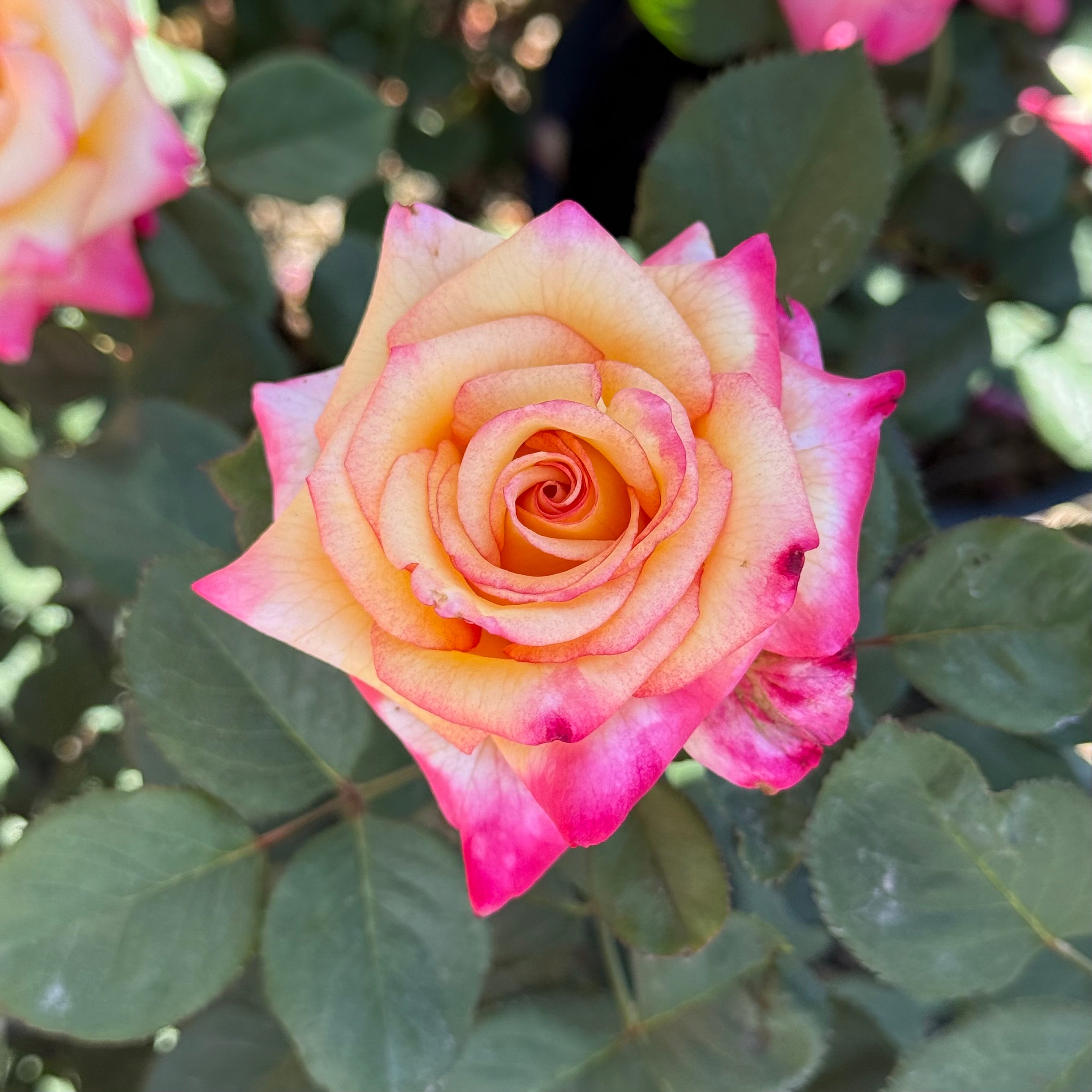 Dream Come True™ Potted Rose Bush