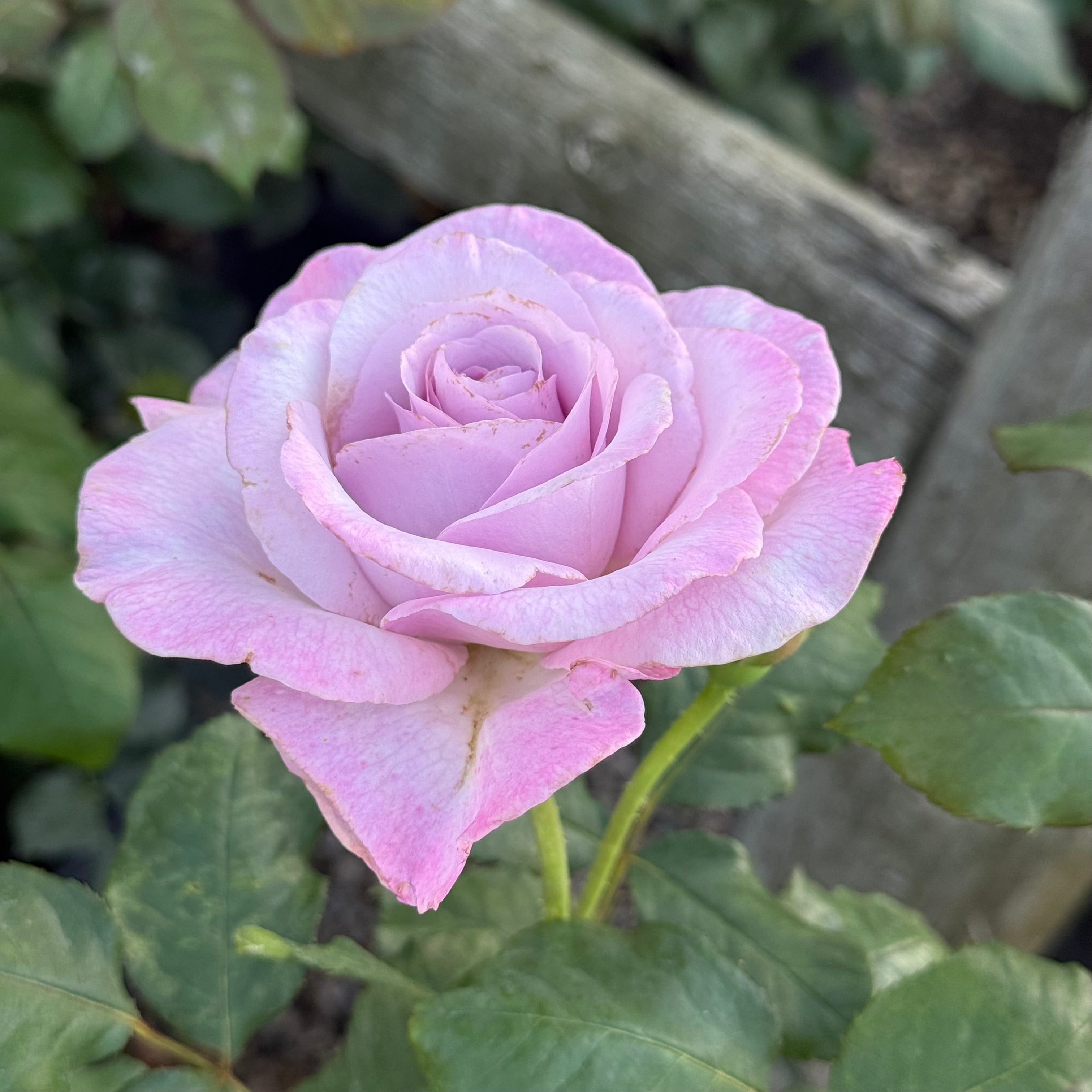 Nicole Carol Miller Potted Rose Bush