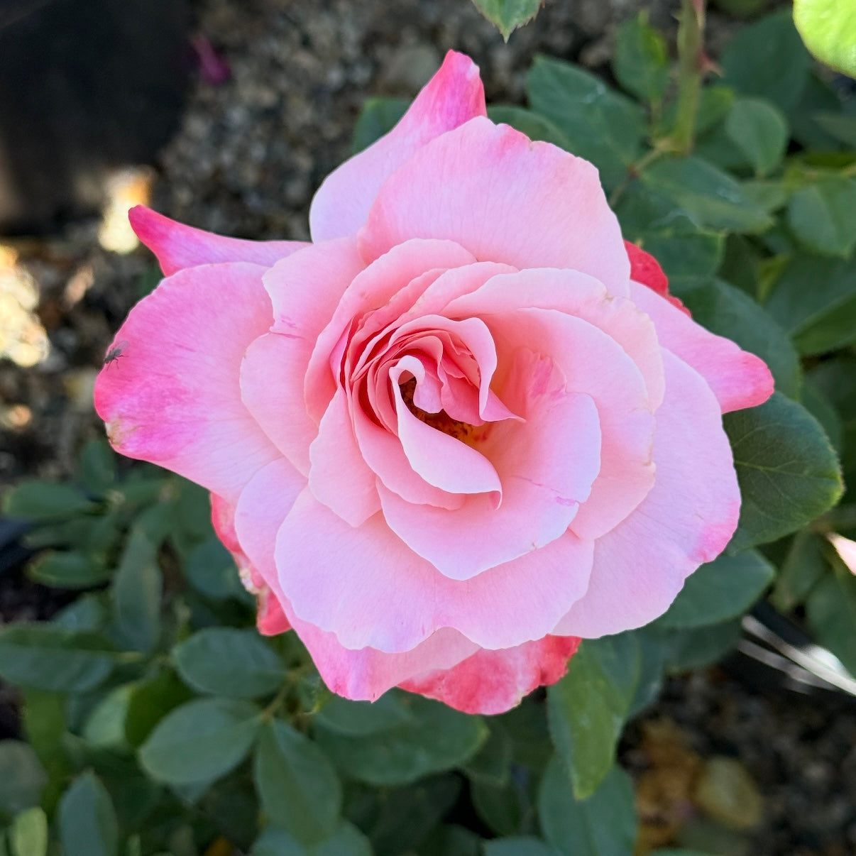 限定グレースローズフレグランス Rosé All Day Fragrant Pink Roses - Grace Rose Farm – Page 2