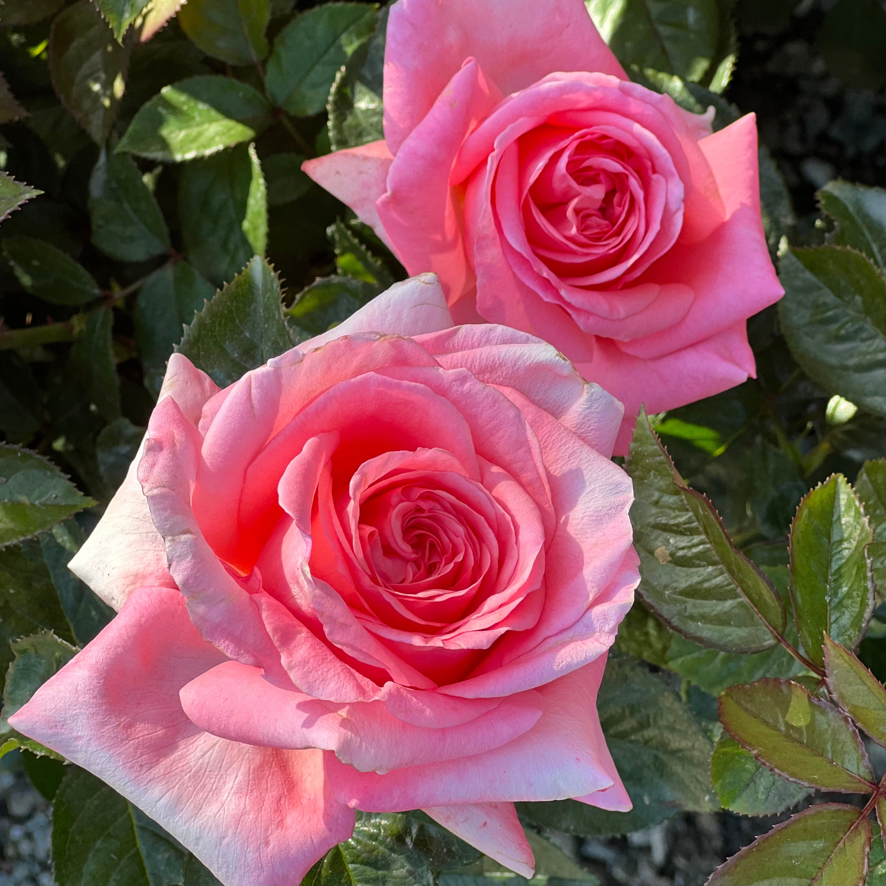 Heavenly Scent Rose | Fragrant Pink Hybrid Tea | Grace Rose Farm