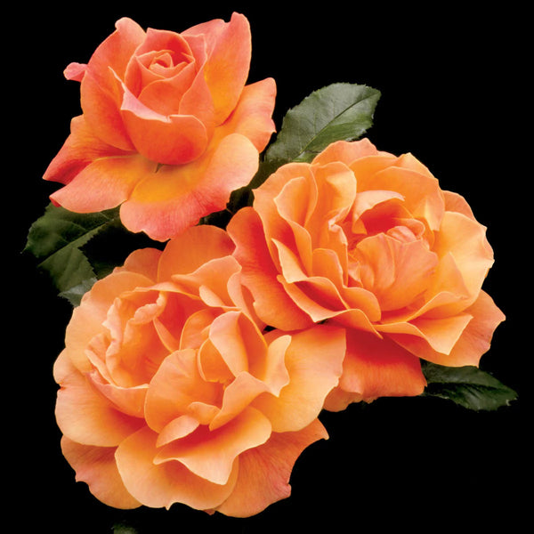 Livin Easy® Bare Root Rose Bush