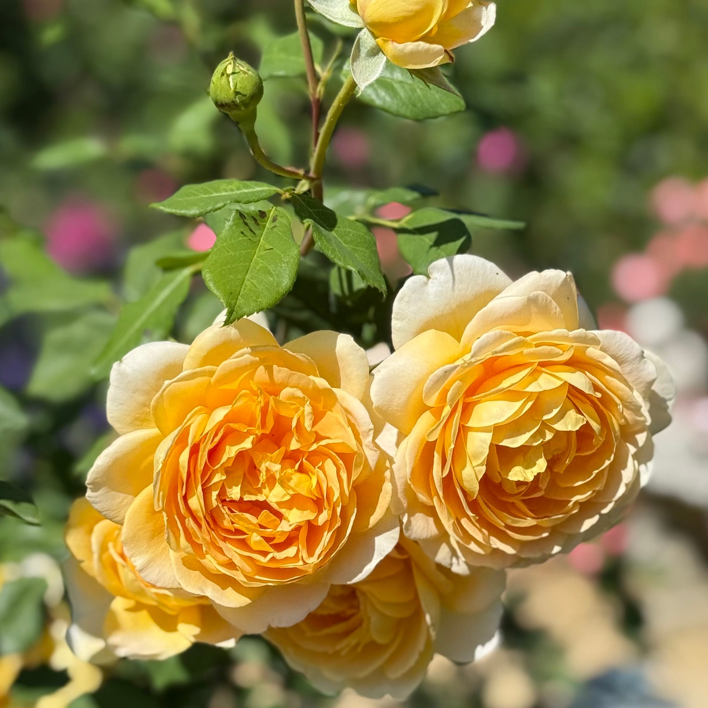David Austin® Golden Celebration® Potted Climbing Rose