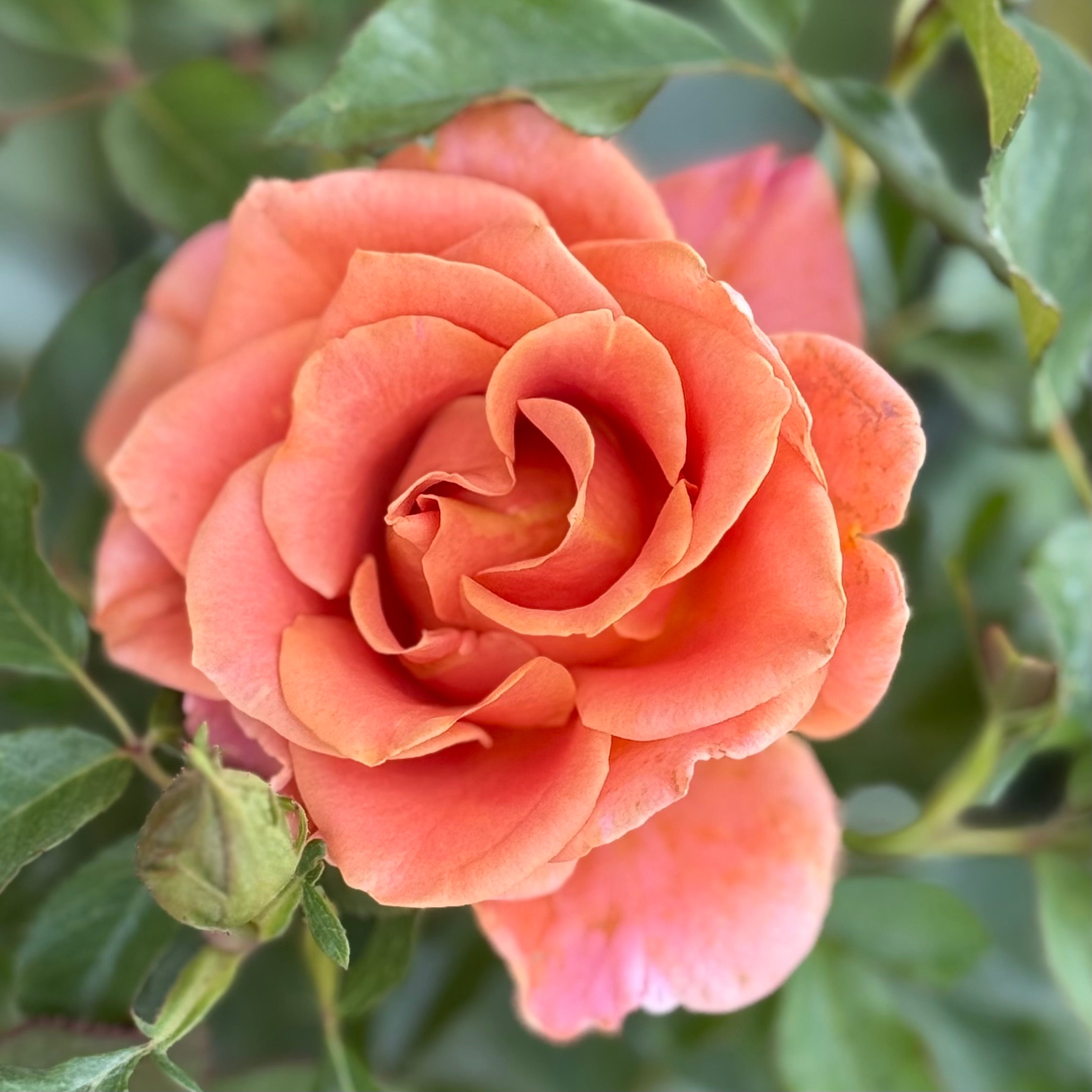 Pumpkin Patch™ Bare Root Rose Bush