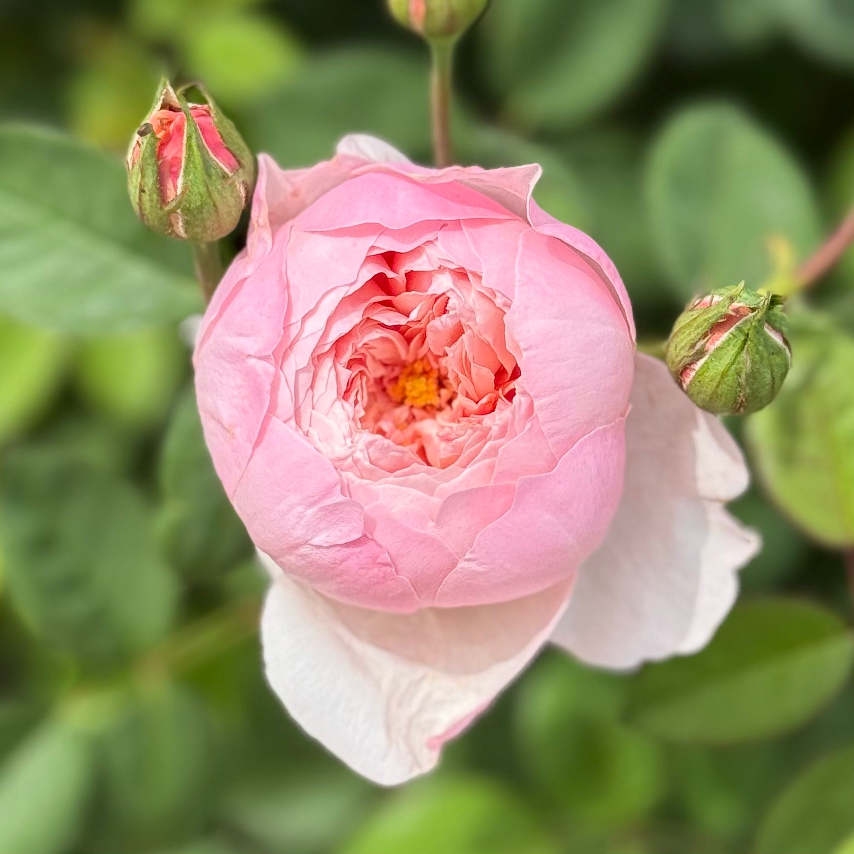 David Austin® The Alnwick Rose® Potted Rose Bush