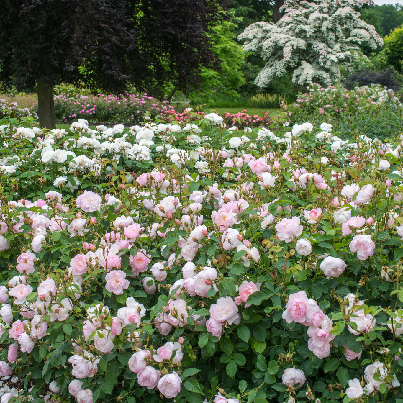 David Austin® Scarborough Fair Potted Rose Bush - Grace Rose Farm