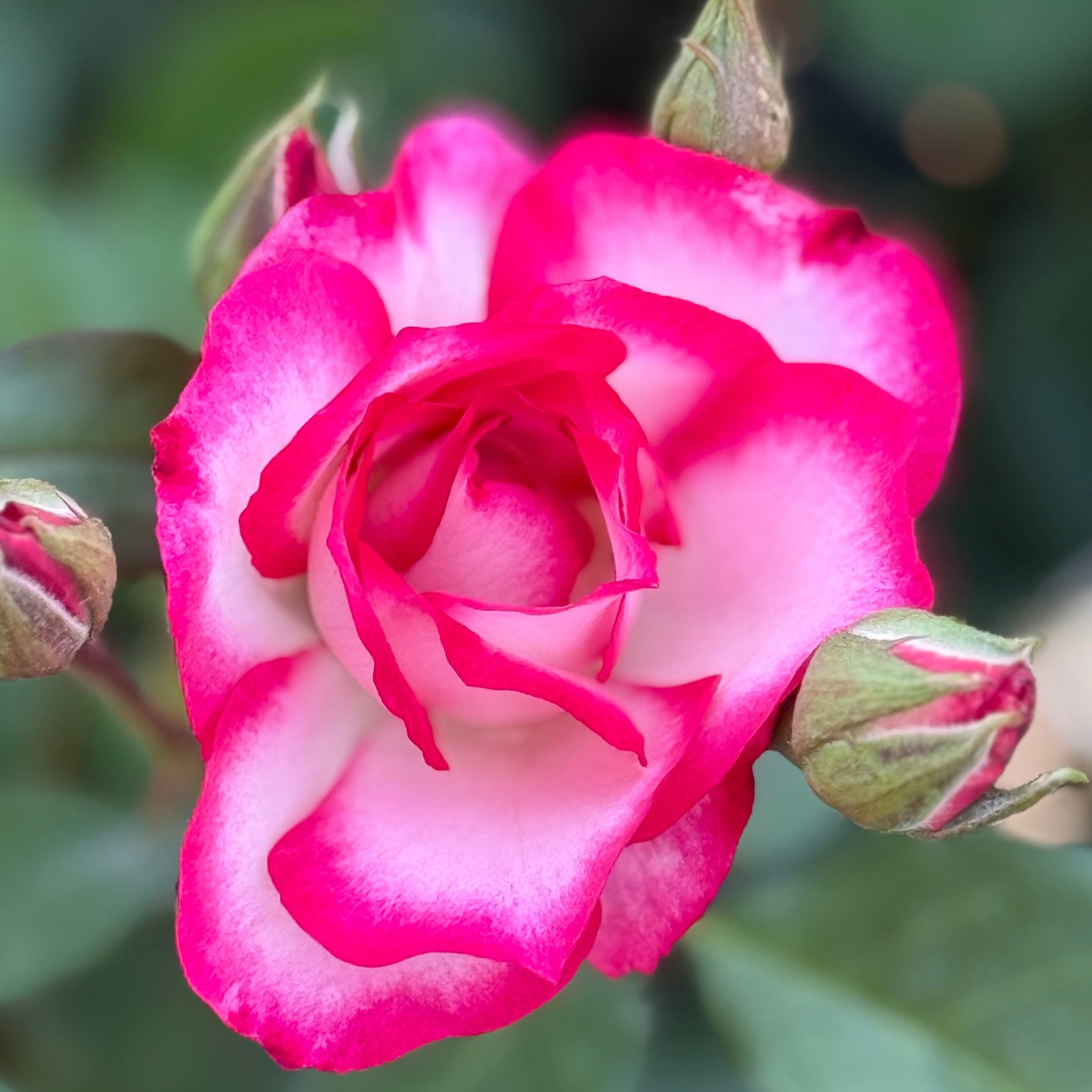 Tabris™ Potted Rose Bush