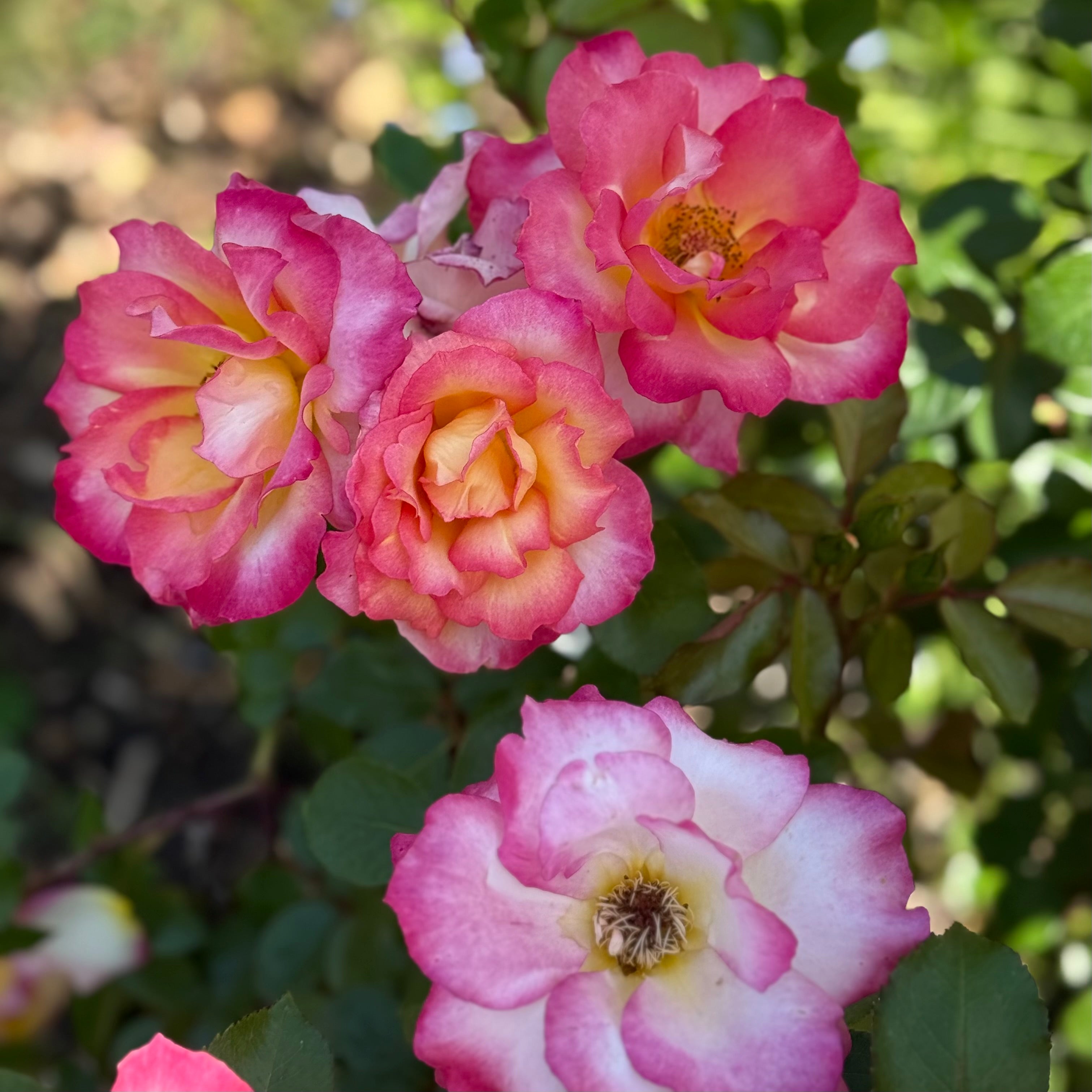 Rainbow Sorbet Potted Rose Bush | Multicolor Rose Bush | Grace