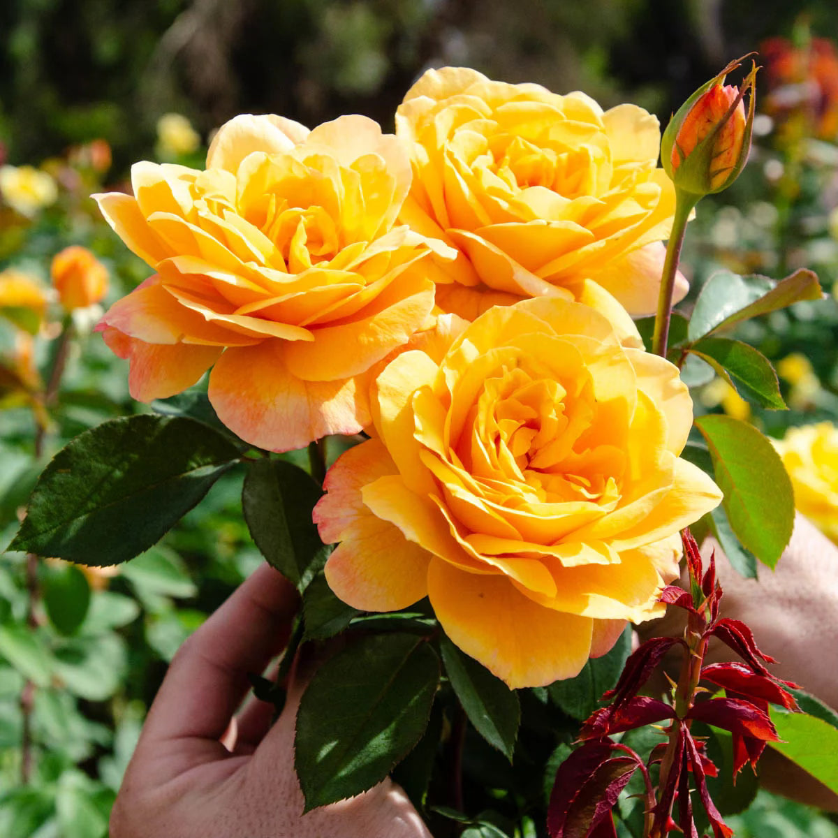 Doris Day Bare Root Rose Bush