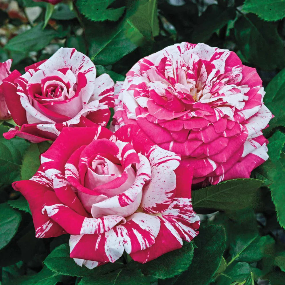 Neil Diamond Potted Rose Bush
