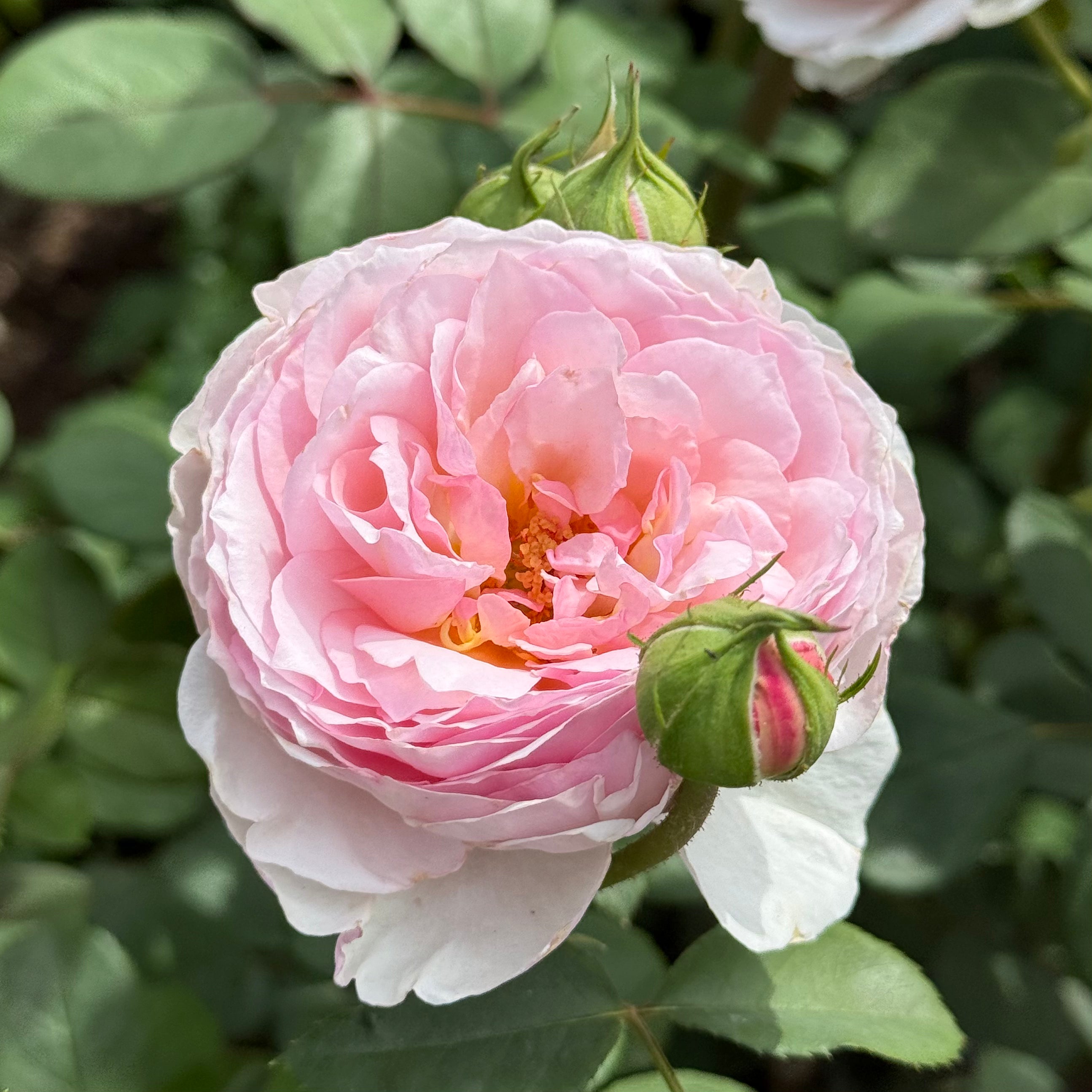 James Galway® Potted Rose Bush