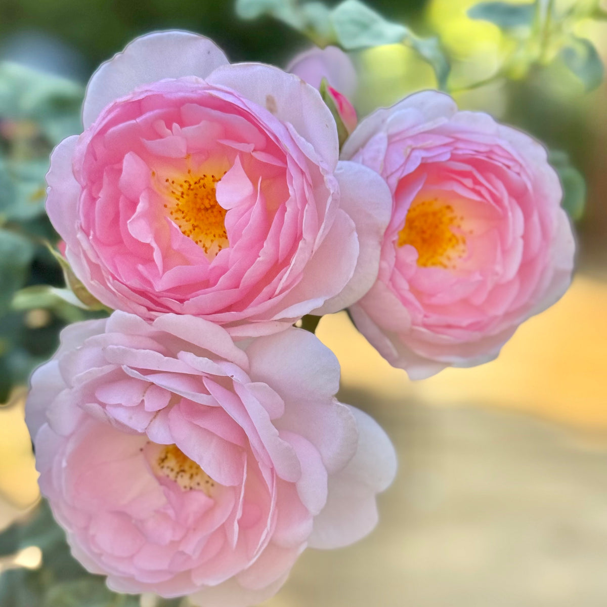 David Austin® Scepter’d Isle® Potted Tree Rose