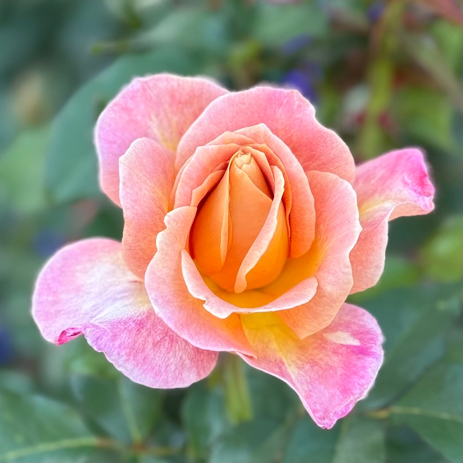 Rosie the Riveter™ Potted Rose Bush