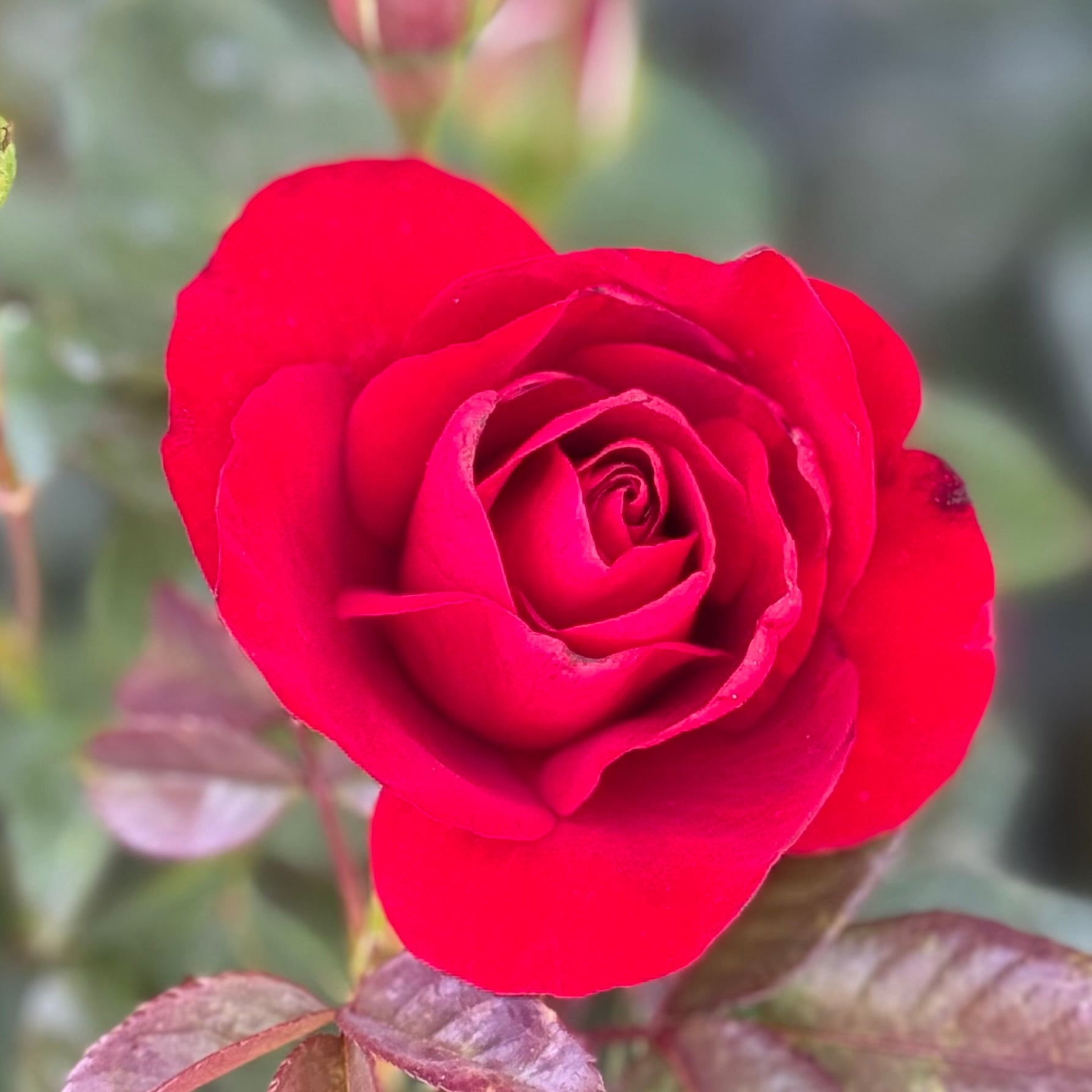 Preference™ Potted Rose Bush