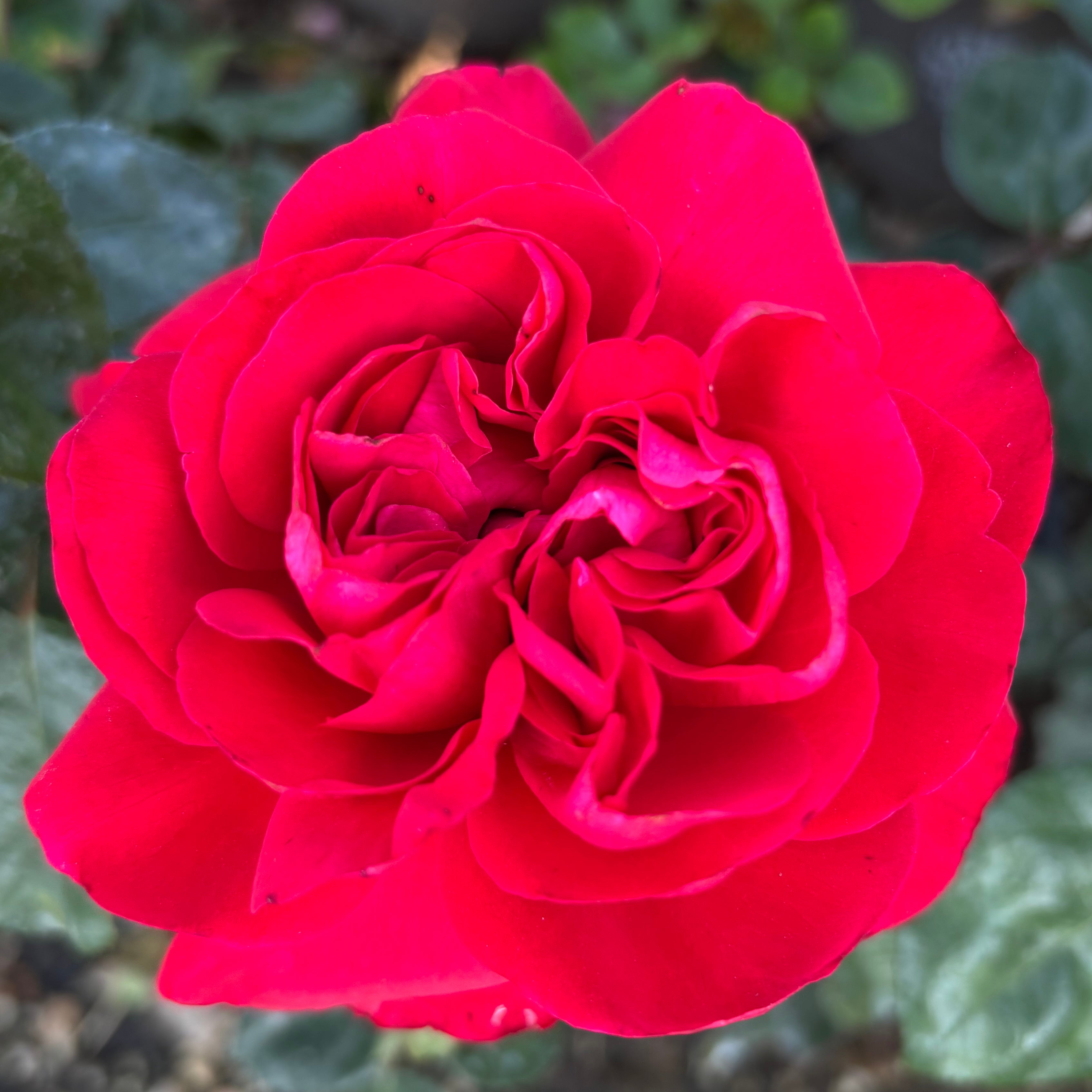 Tiamo™ Potted Rose Bush