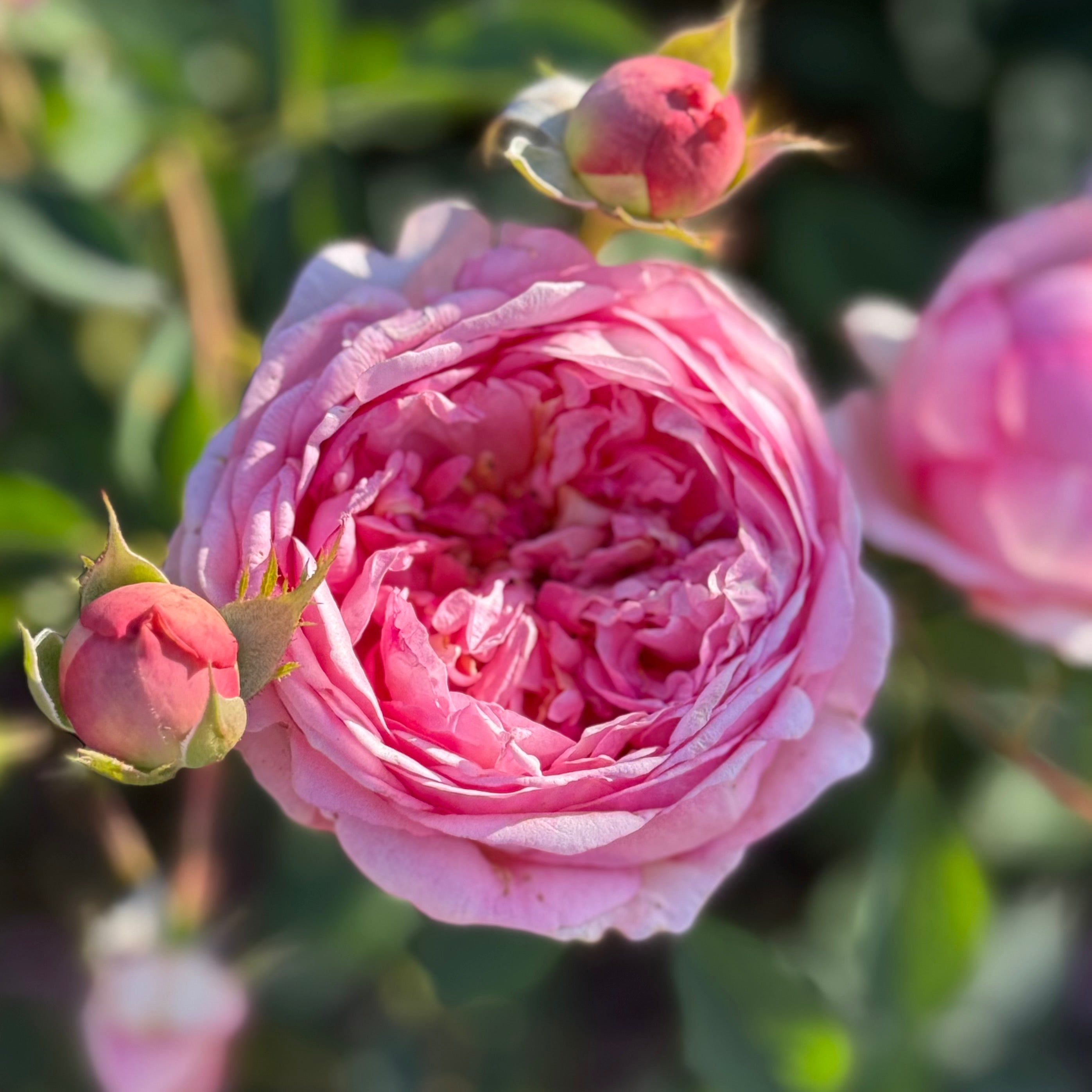 David Austin® Boscobel® Potted Rose Bush