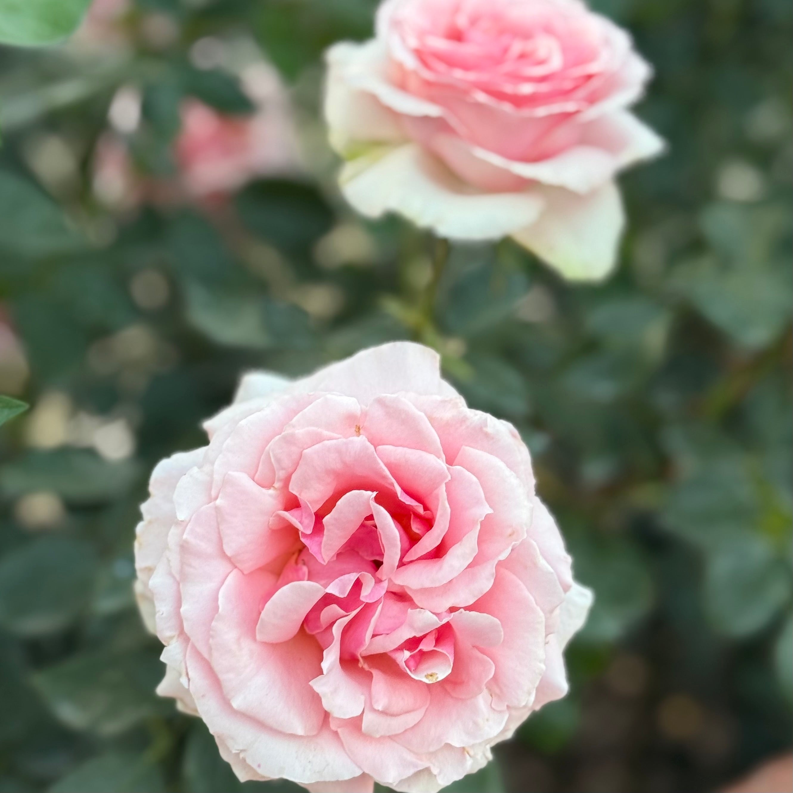 Voluptuous Rose | Large Pink Bloom Rose | Grace Rose Farm