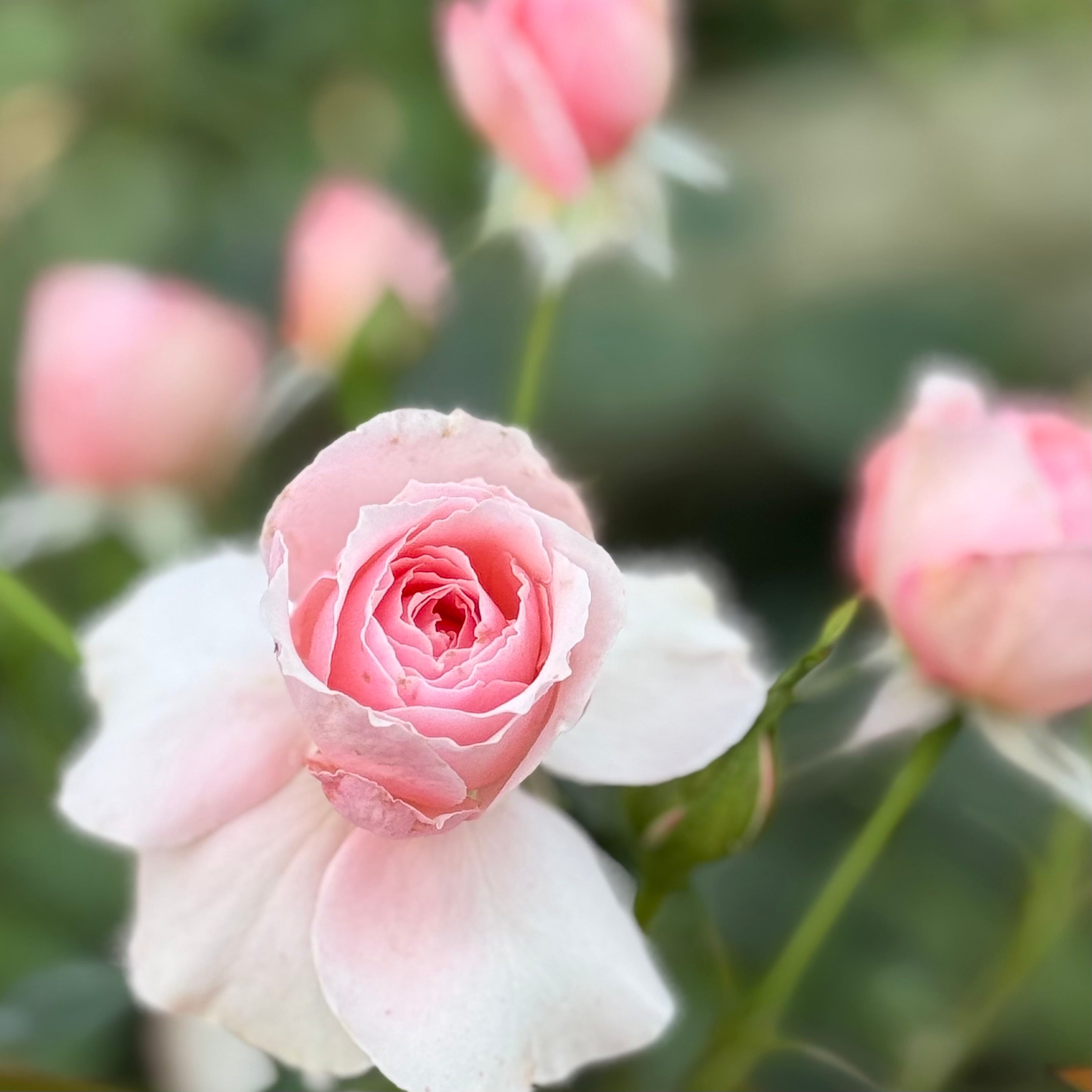 Sexy Rexy®  Potted Rose Bush