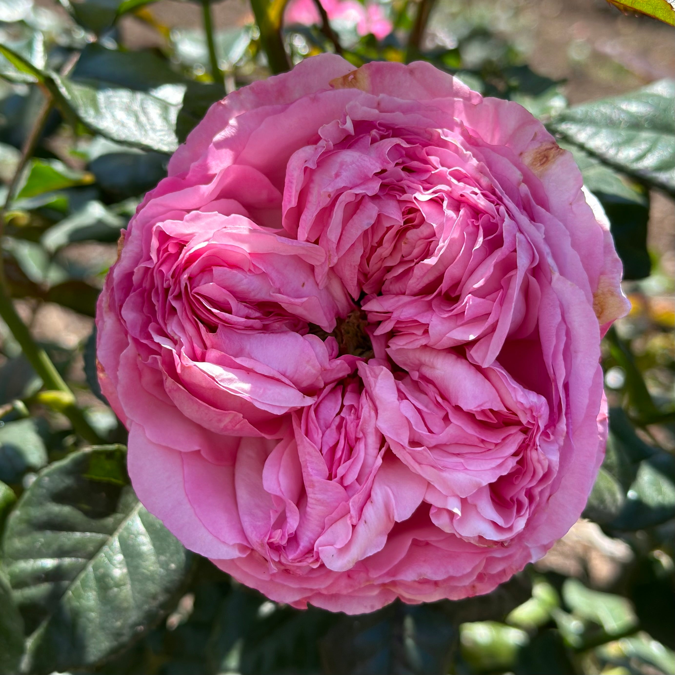 Romantica® Ball Gown™ Potted Rose Bush