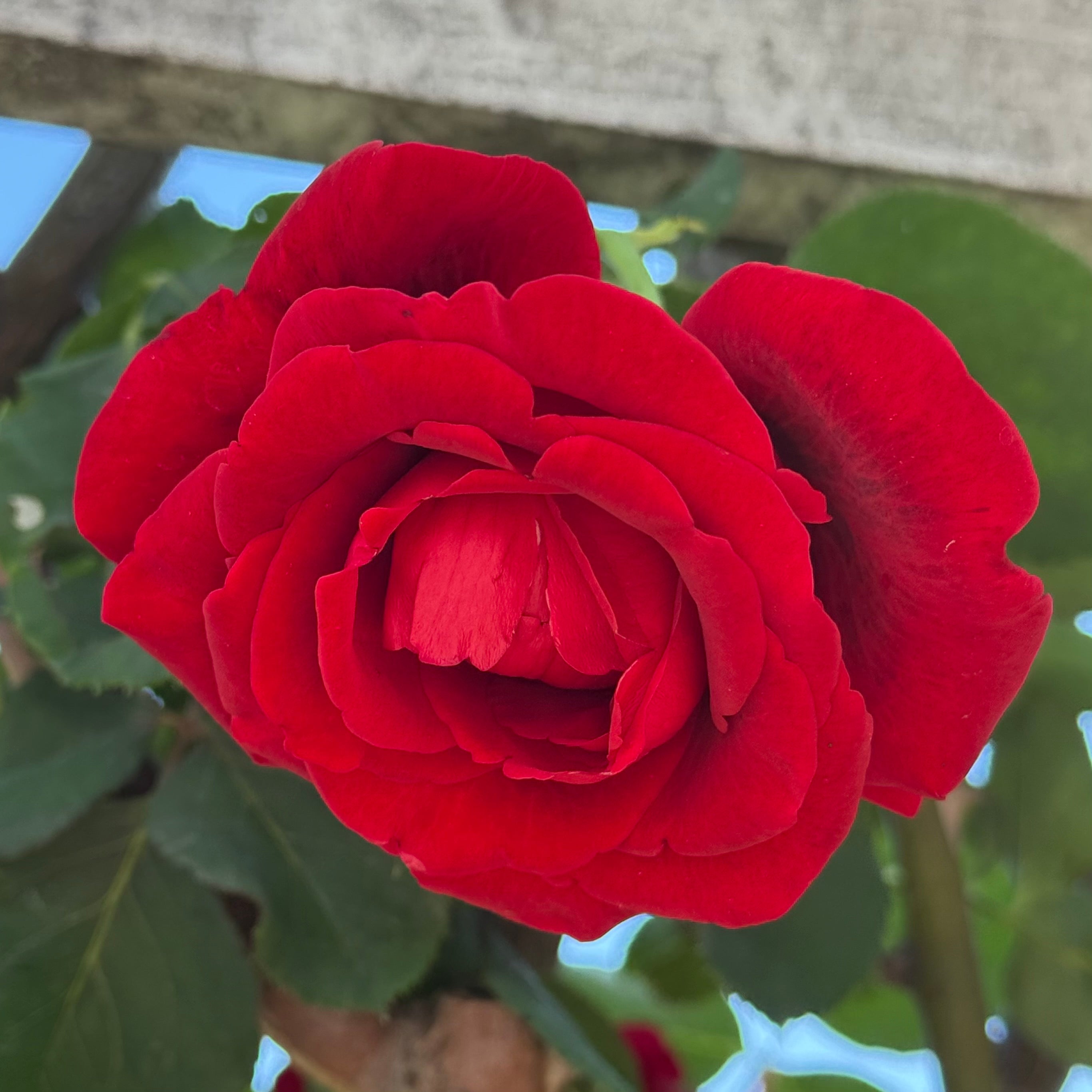 Grace Rose Farm Don Juan Climbing Rose