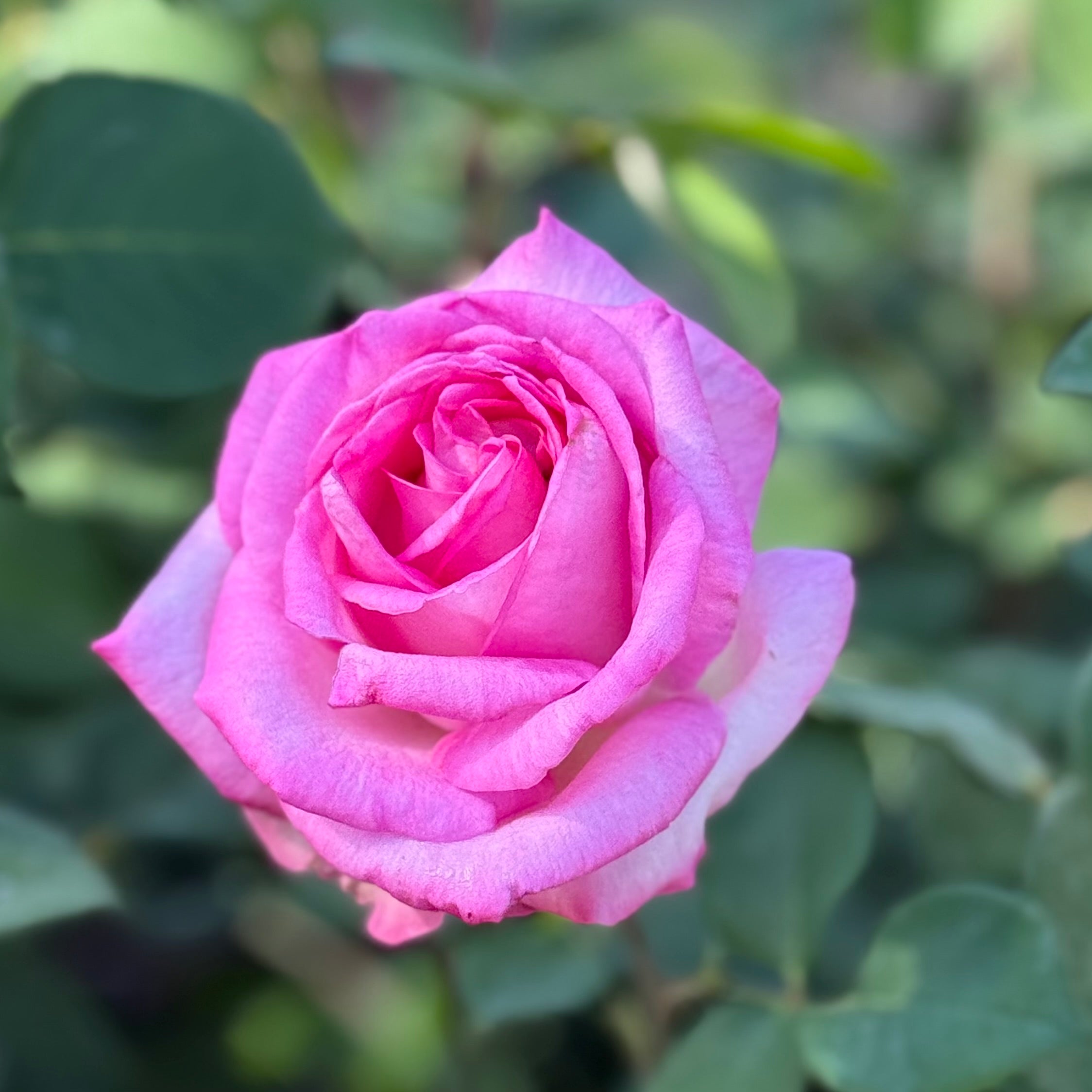 Eleganza® Beverly™  Potted Rose Bush