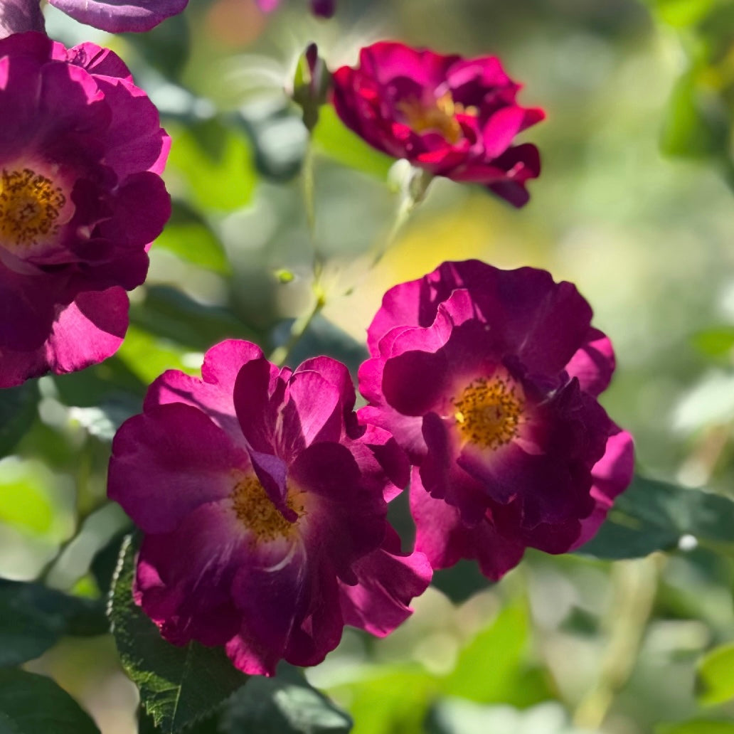 Burgundy Iceberg Rose | Deep Burgundy Floribunda | Grace Rose Farm