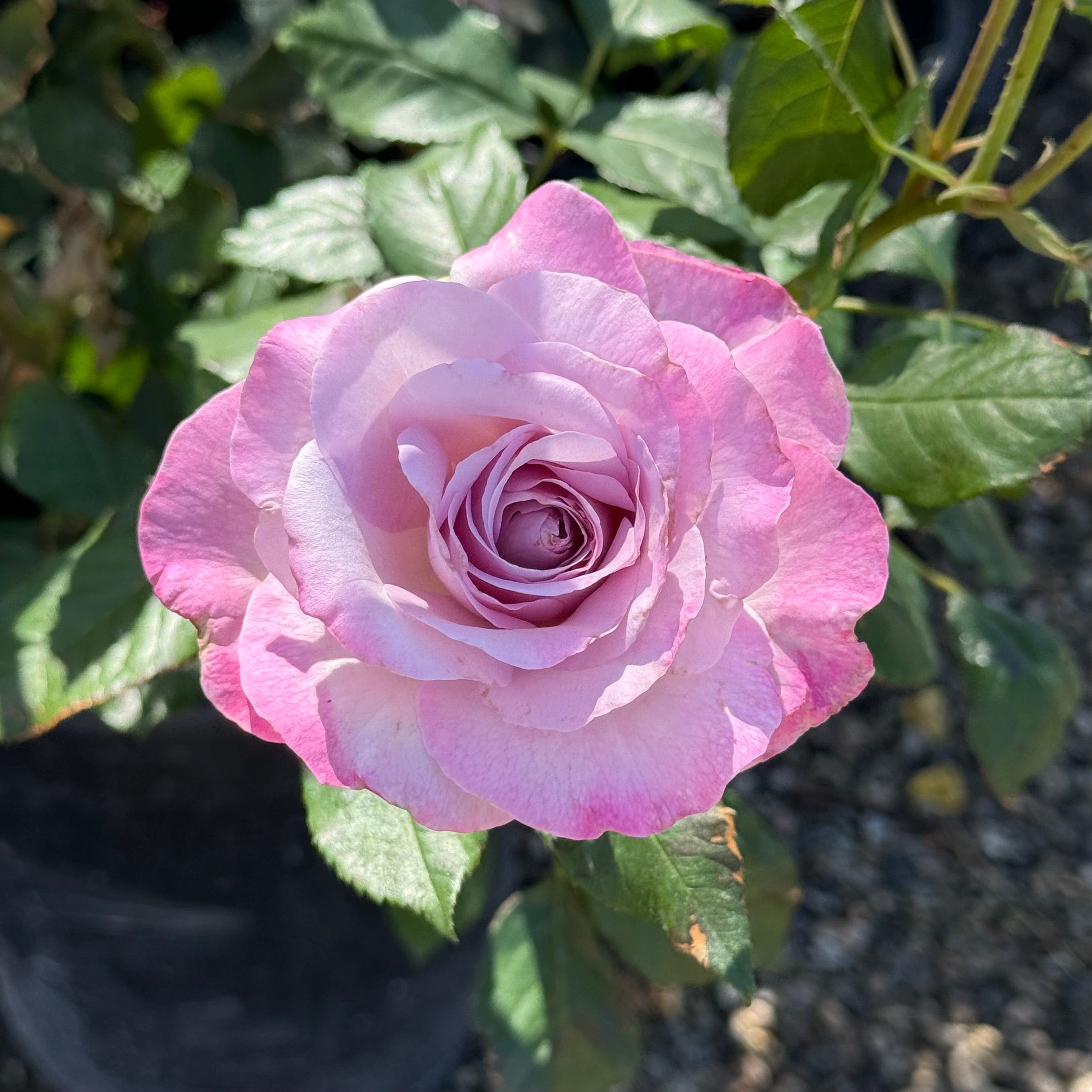 Nicole Carol Miller Potted Rose Bush