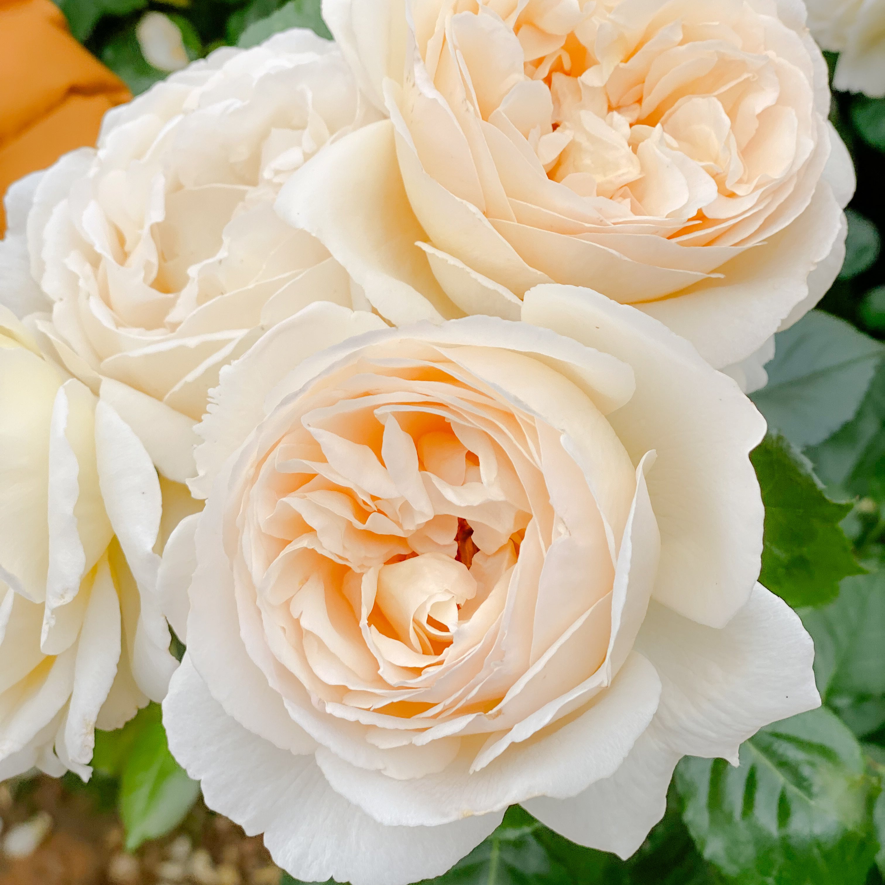 Wilhelmina Grace Potted Rose Bush | Estate Rose Collection | Grace