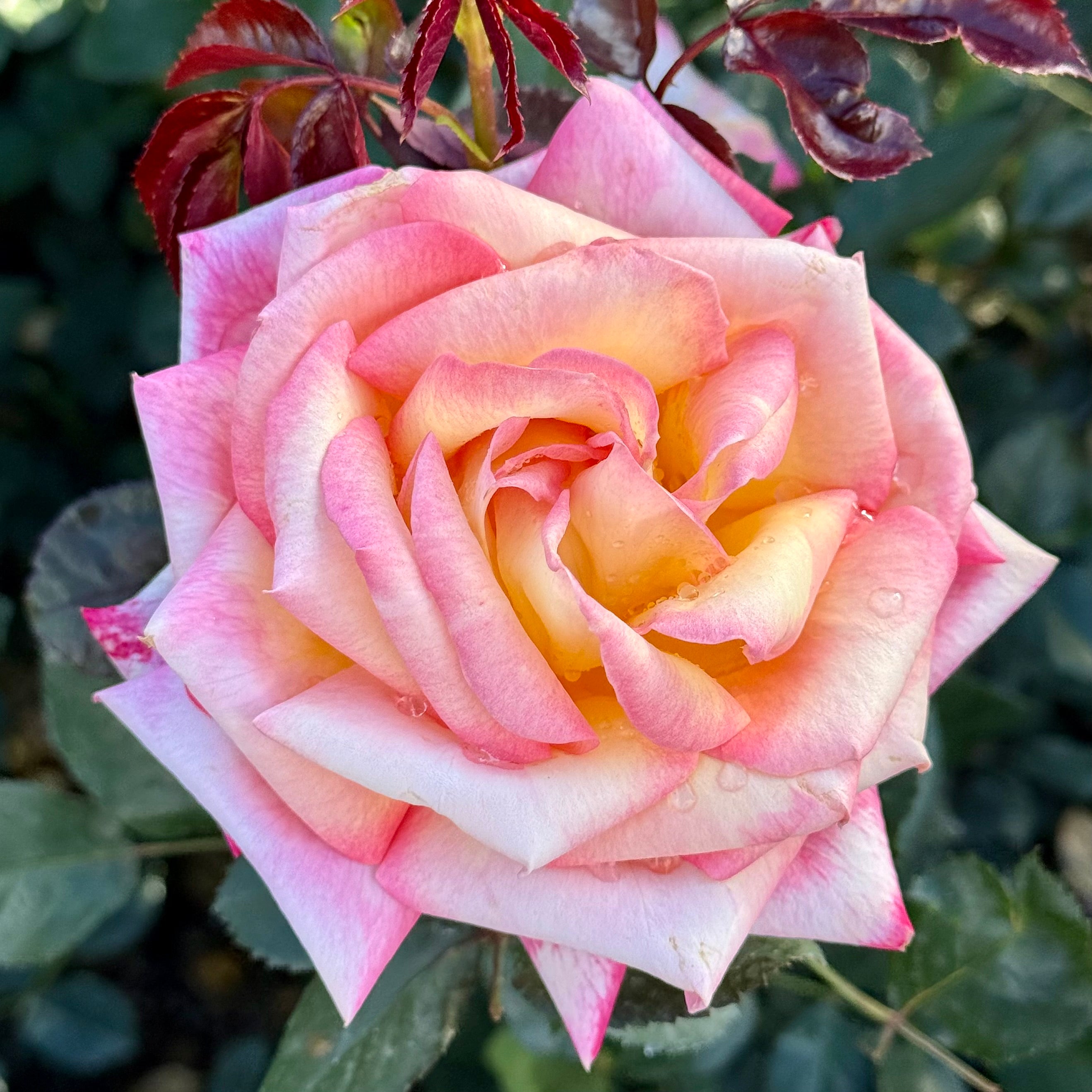 Enchanted Peace™ Potted Rose Bush