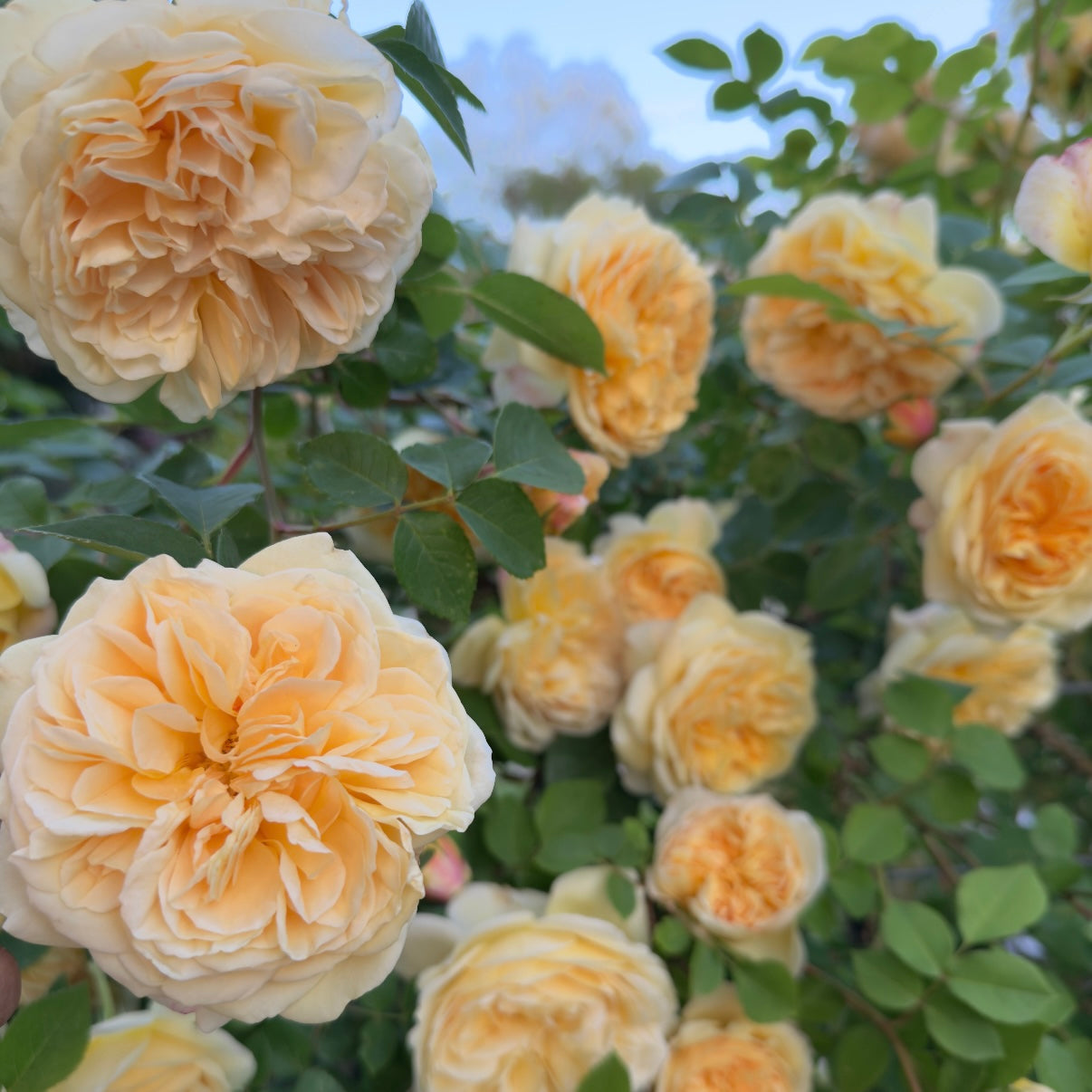 David Austin® Teasing Georgia® Potted Climbing Rose