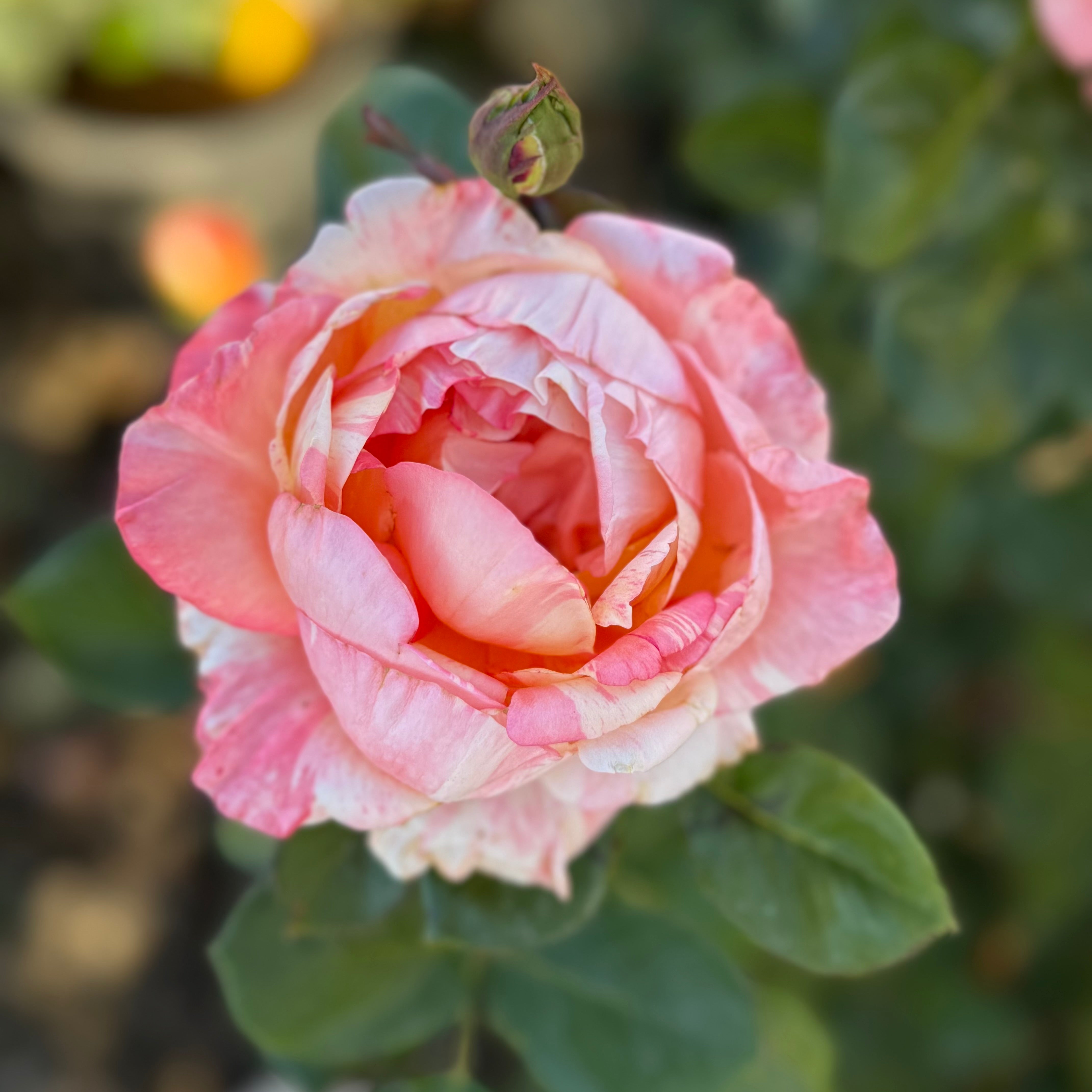 Peach Swirl™ Potted Rose Bush