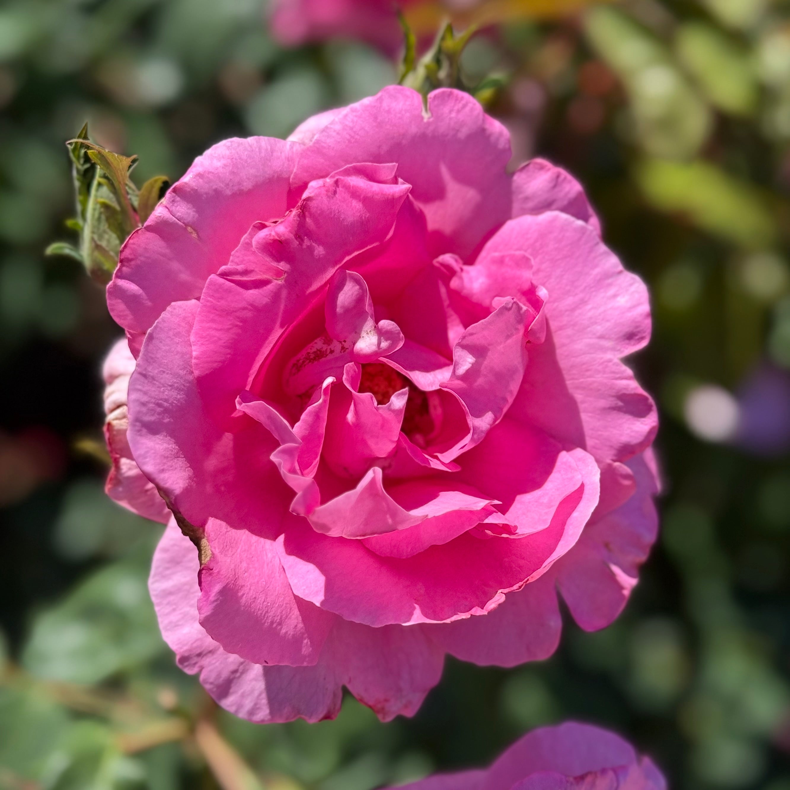 The Mccartney Rose | Strong Fragrance Pink Rose | Grace Rose Farm