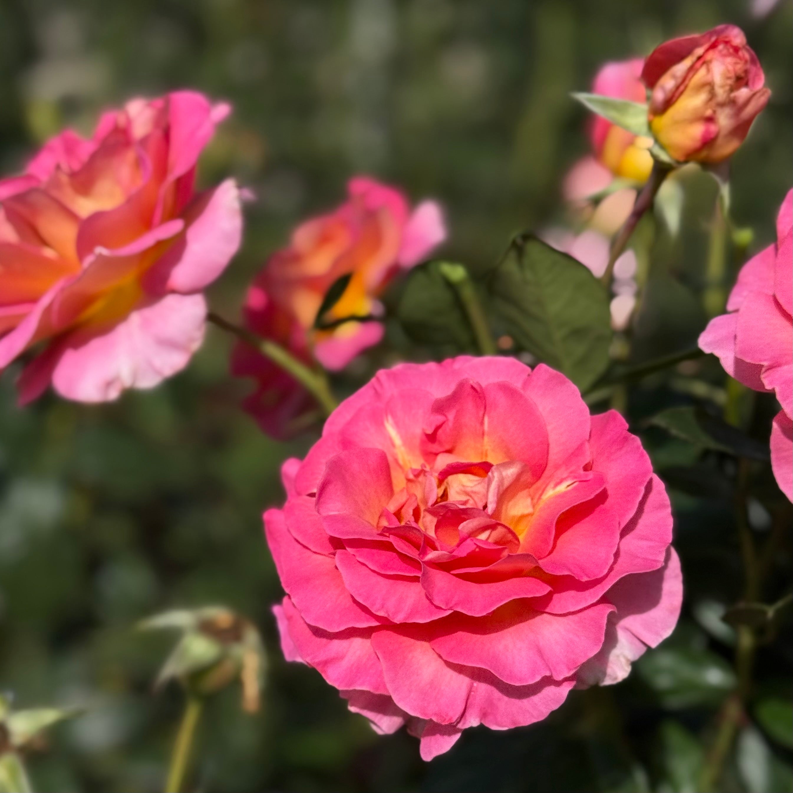 ♡Rose rose♡ Julie Andrews Rose | Fragrant Pink Hybrid Tea | Grace Rose Farm