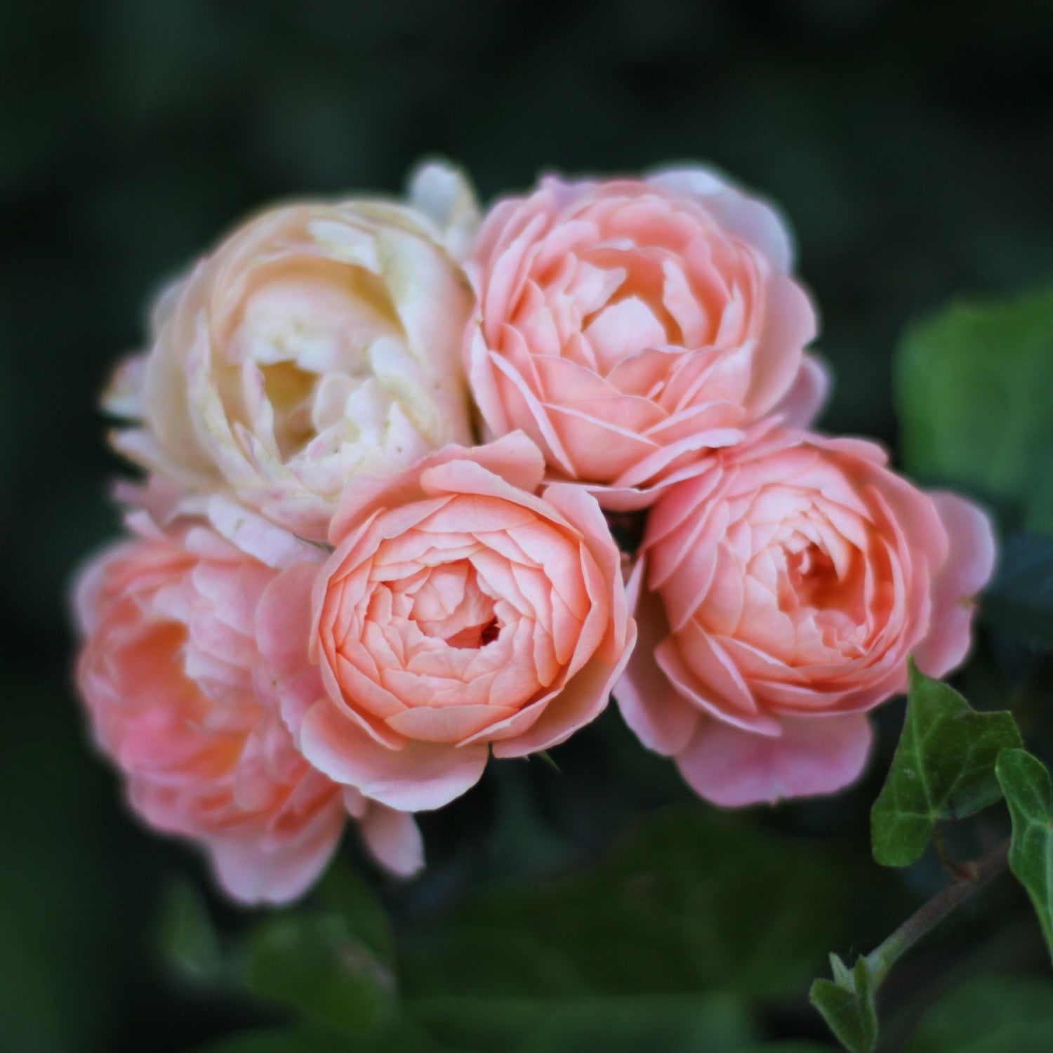 David Austin® The Alnwick Rose® Potted Rose Bush