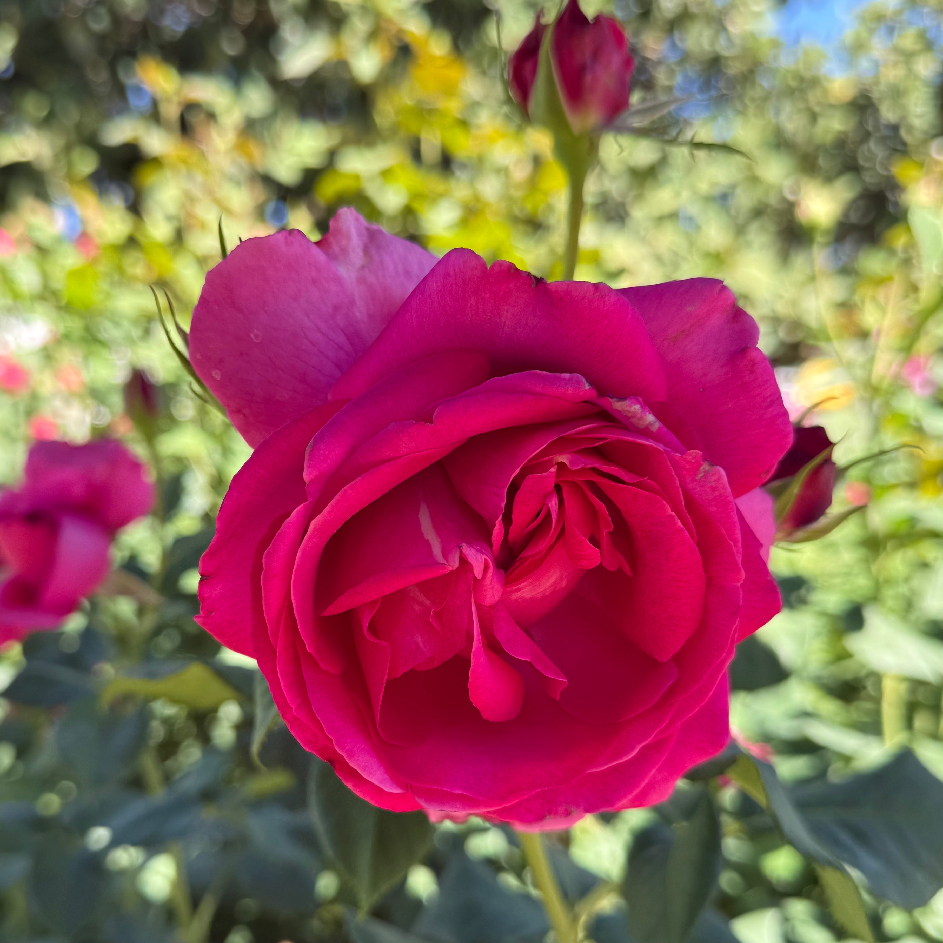 Grande Dame™ Potted Tree Rose