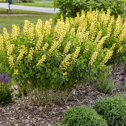 Proven Winners® Baptisia Decadence® Lemon Meringue Potted Baptisia Plant