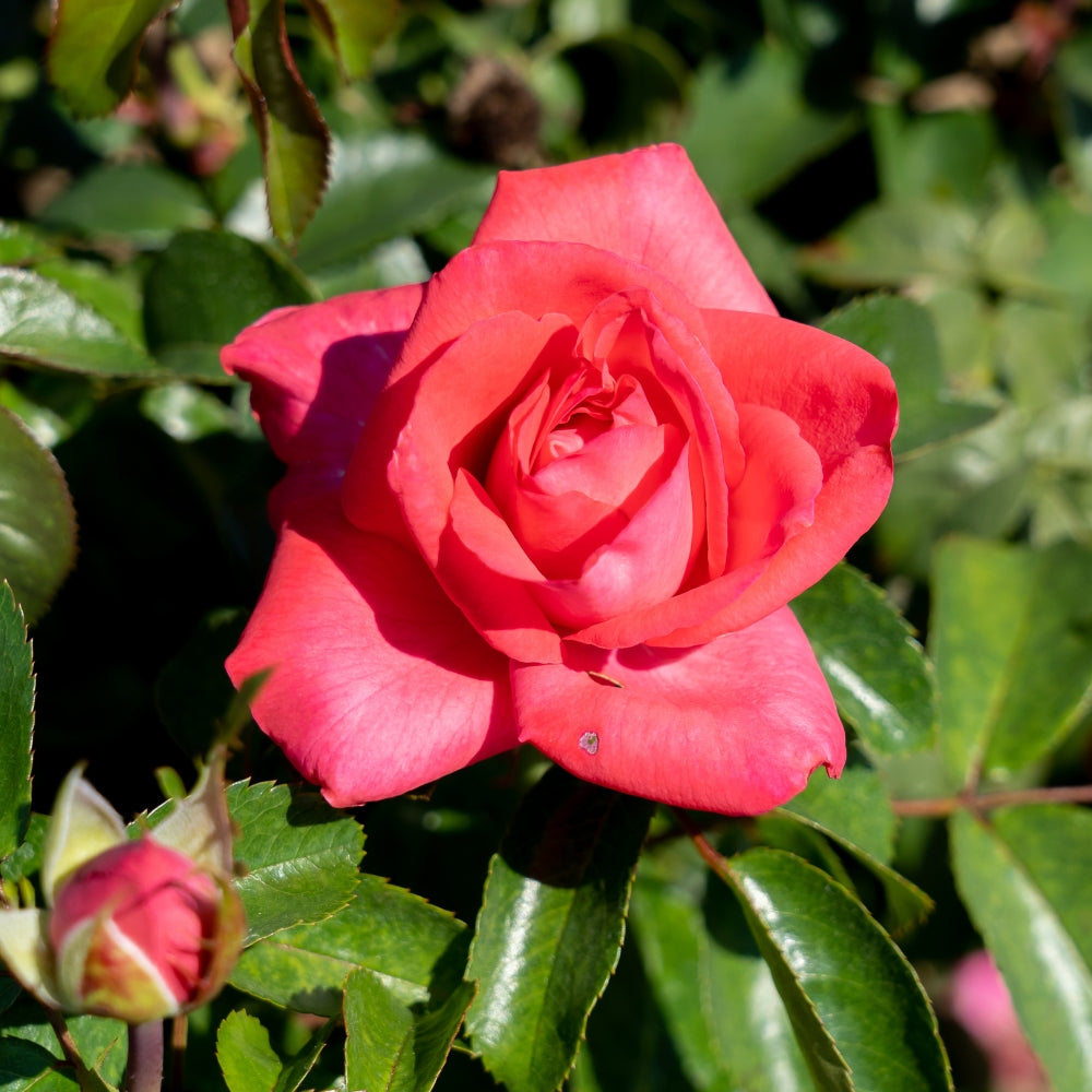 Eleganza® Fiji™  Bare Root Rose Bush