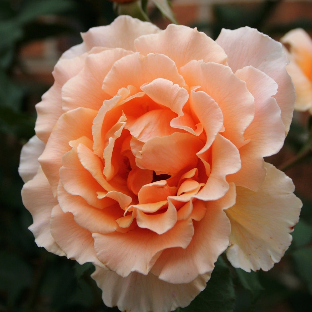 Just Joey Bare Root Rose Bush - Grace Rose Farm