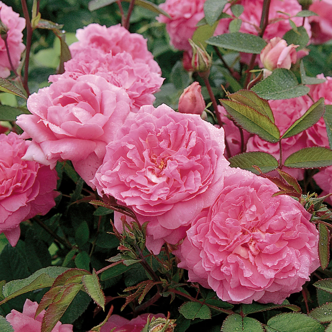 David Austin Roses The Mayflower