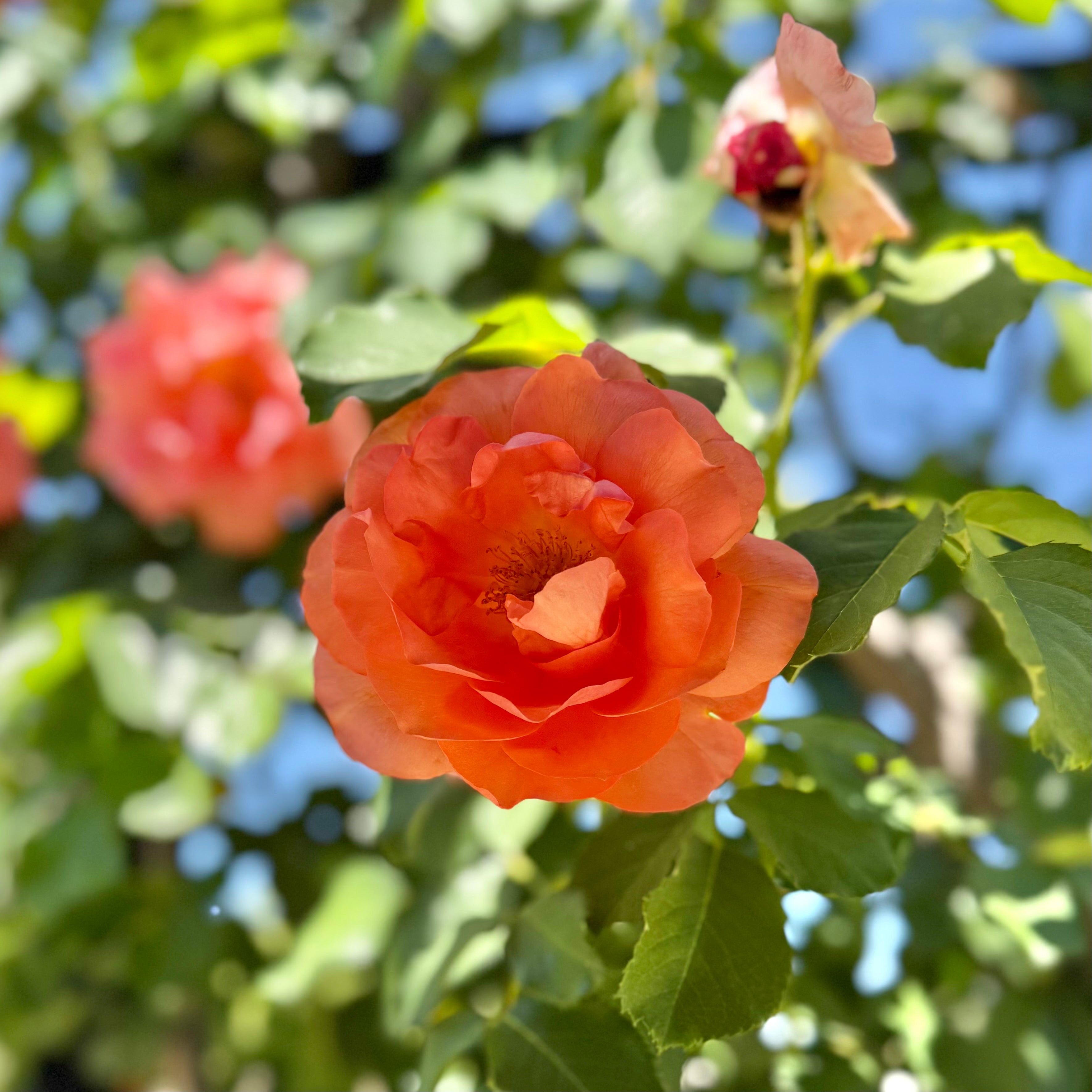 Above All™ Bare Root Climbing Rose Bush