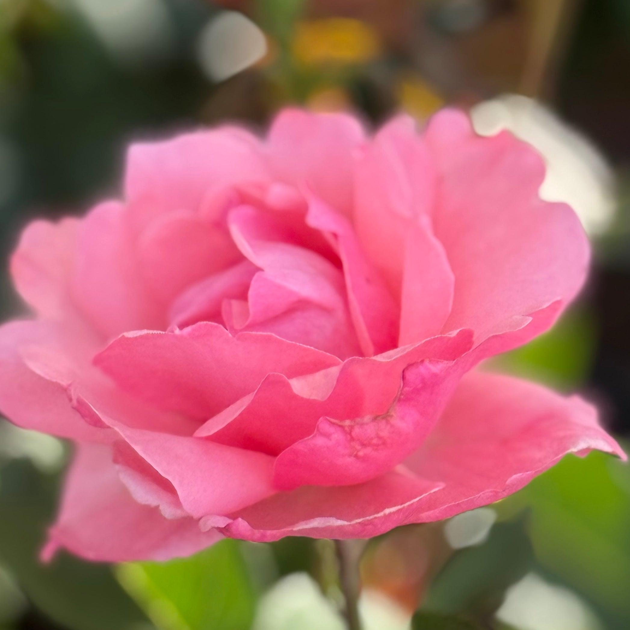 Queen Elizabeth Potted Rose Bush