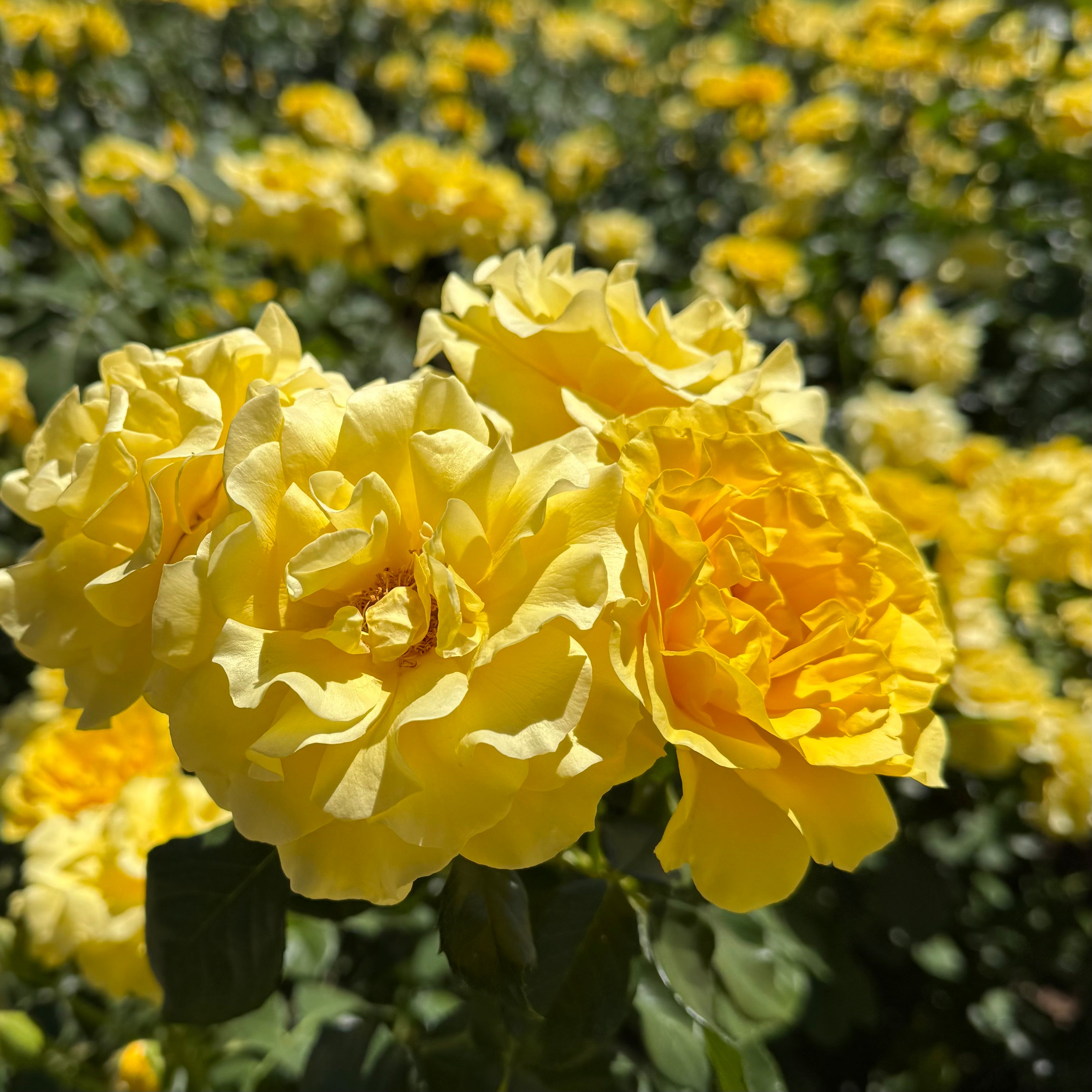 Sparkle & Shine™Potted Rose Bush