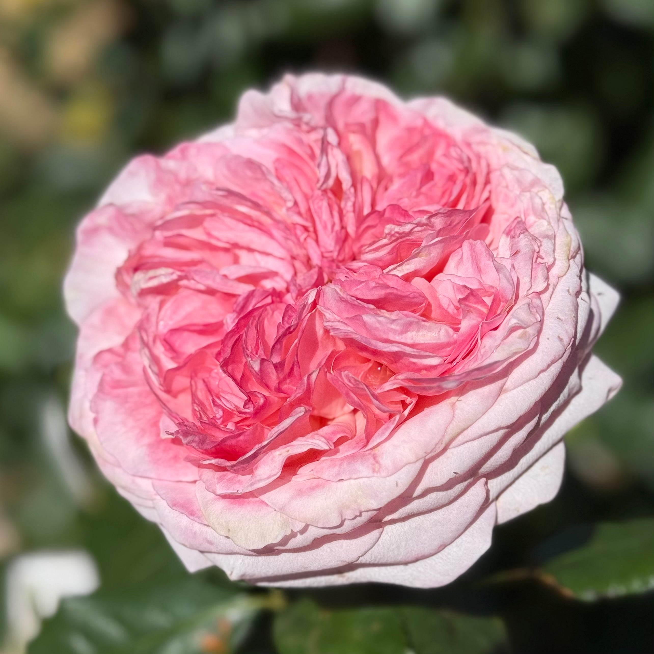 Martha Stewart™ Potted Rose Bush