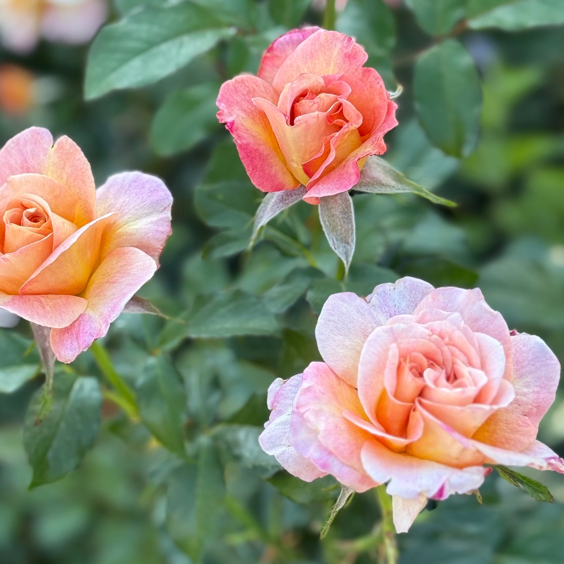Rosie the Riveter™ Potted Rose Bush