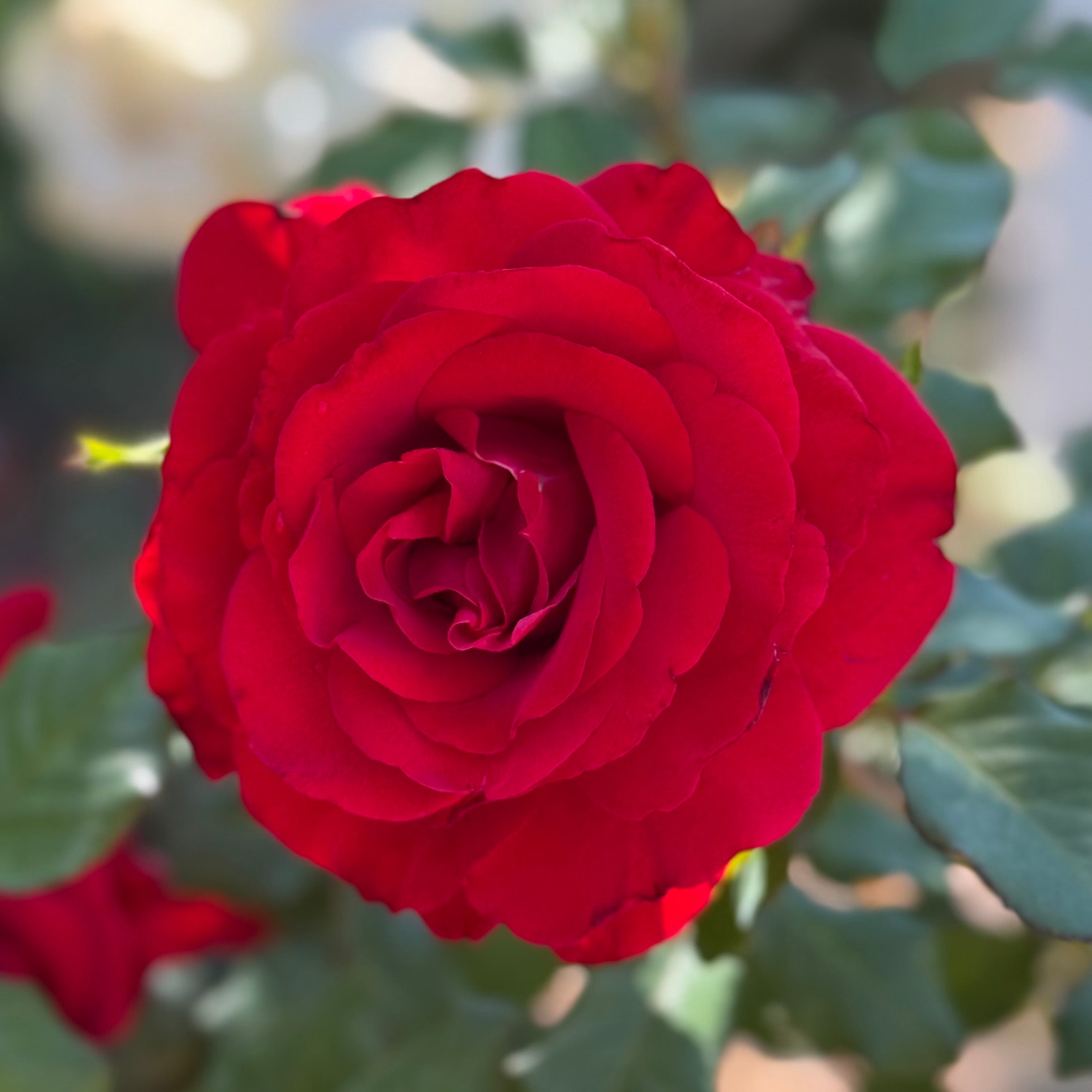 【love rose様】専用・赤360g×3≪リクエスト特割特価≫ Love's Promise Potted Rose Bush | Red Hybrid Tea Rose | Grace Rose