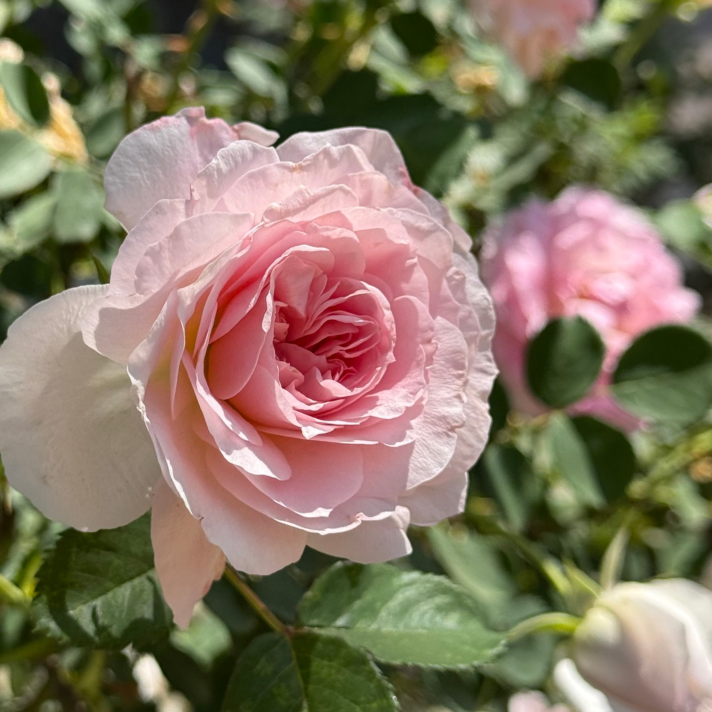 Martin Frobisher Rose Bush | Pink Hardy Rose Bush | Grace Rose Farm