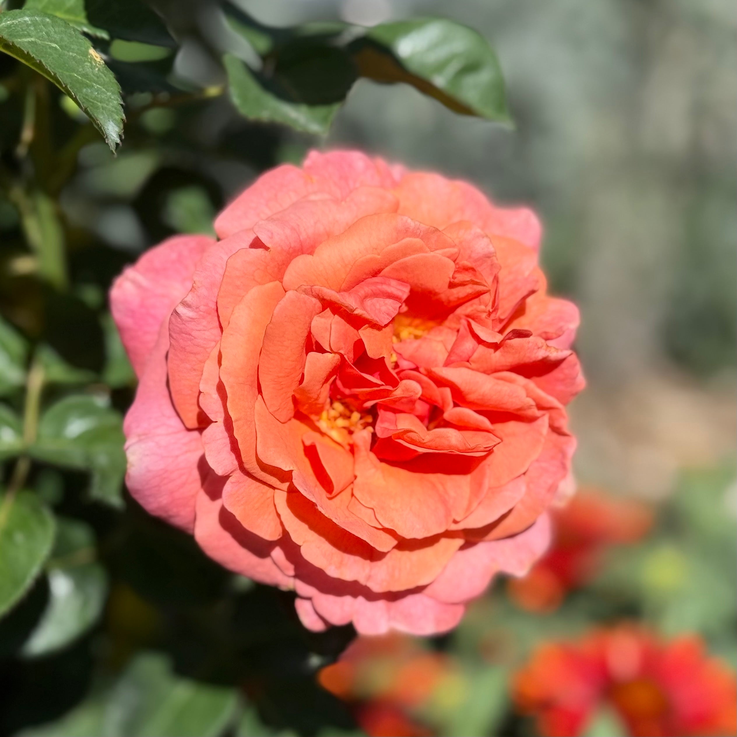 Easy Does It® Potted Tree Rose