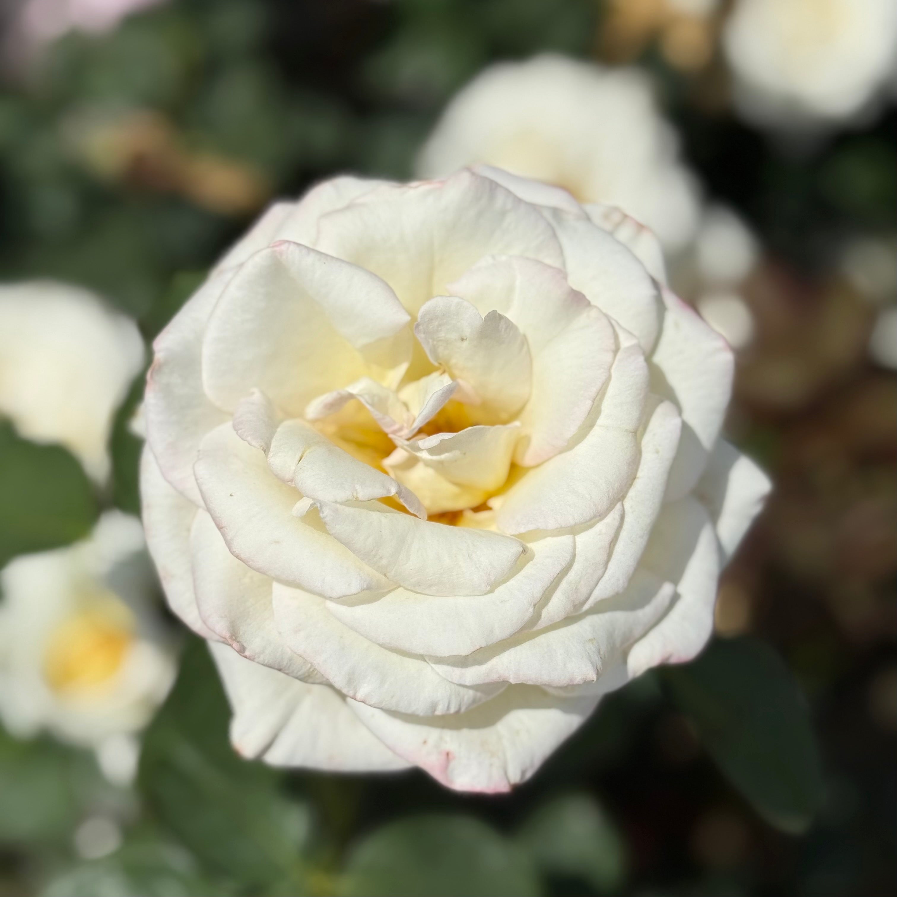 Secret's Out! ™ Potted Rose Bush