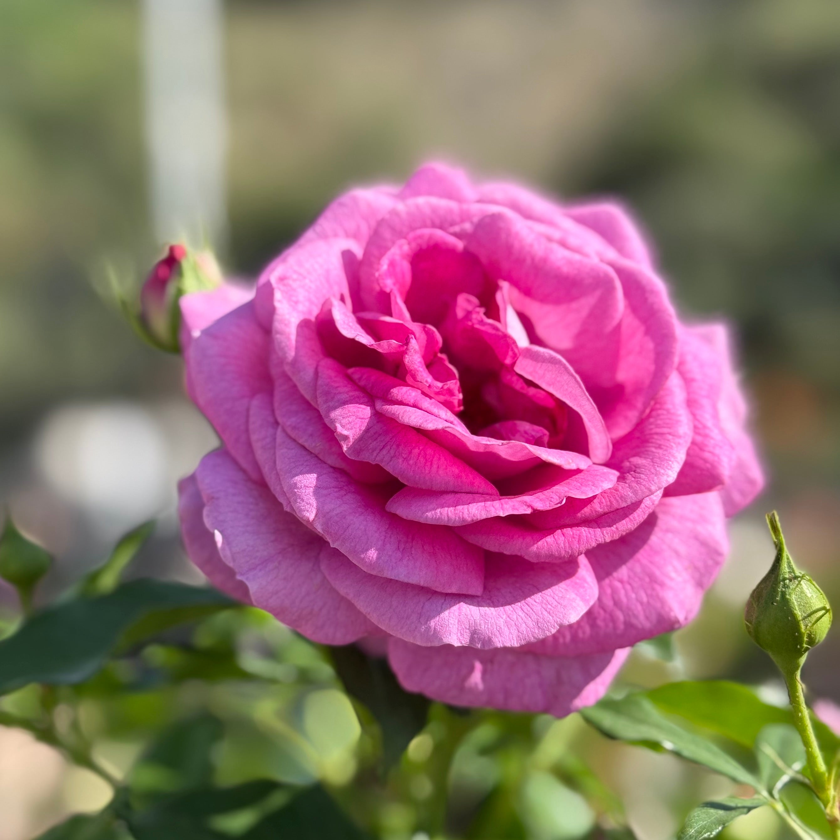 Sweet Madame Blue™ Potted Rose Bush
