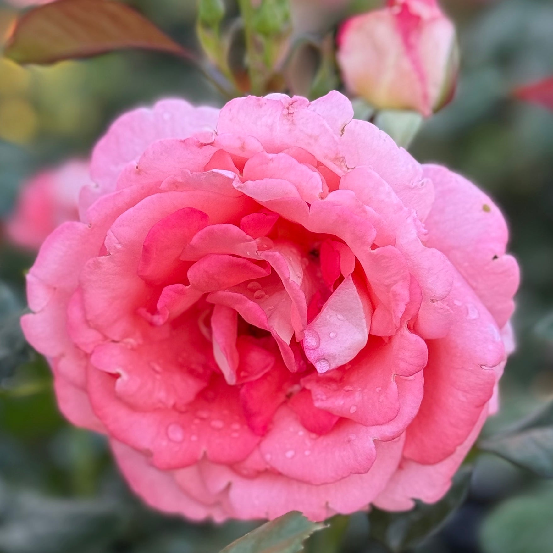 Waiheke Potted Rose Bush